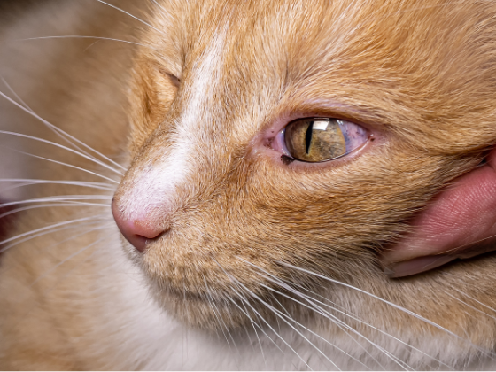 Il avait violenté son chat en pleine rue, un homme condamné à Nice