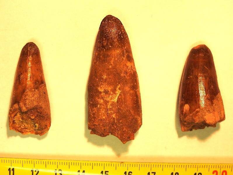 "Une découverte exceptionnelle": les douaniers de Menton saisissent des... dents de dinosaures dans un camion de fret