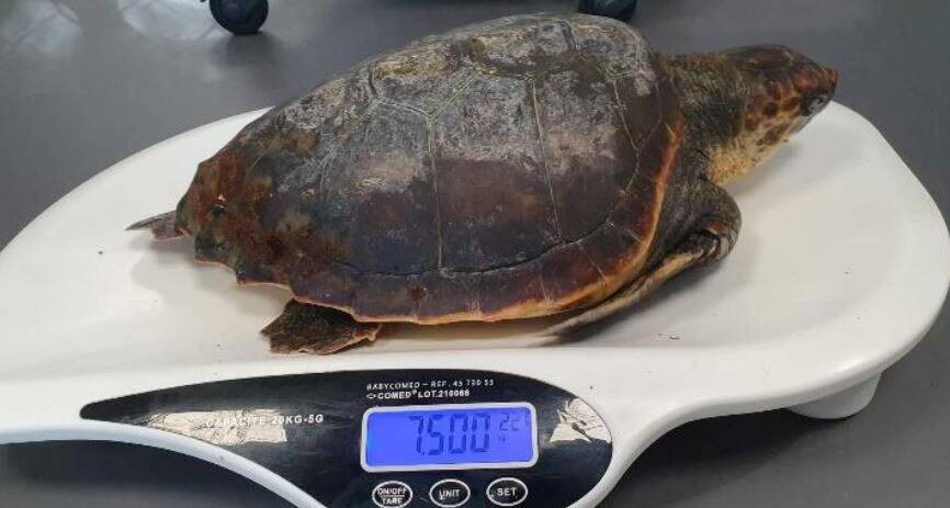 Antibes: une scientifique soigne deux tortues en difficulté et découvre qu'elles sont pucées... Mais par qui?