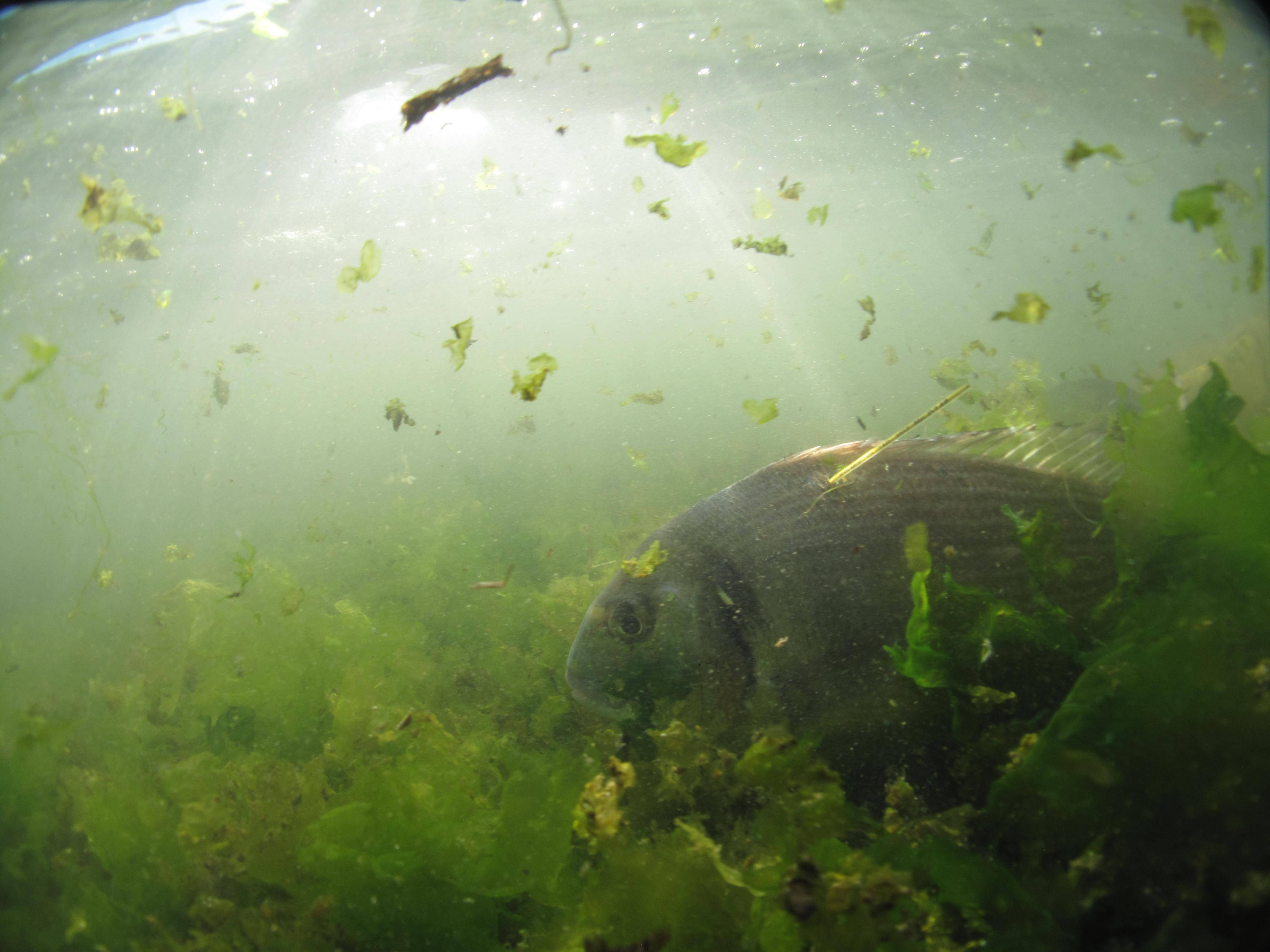 La pêche en Méditerranée est-elle durable? Ce que révèle l'étude annuelle de l'Ifremer