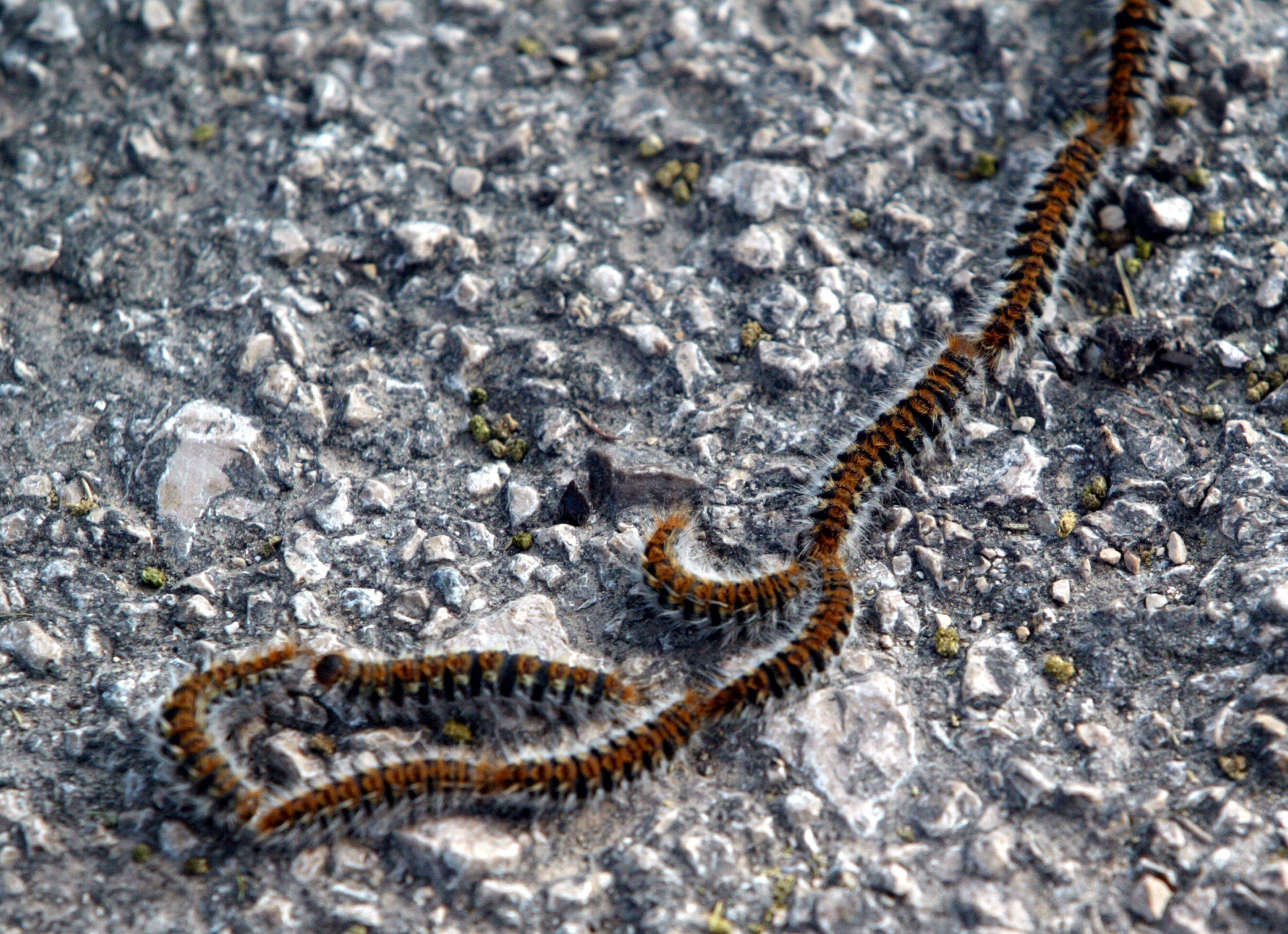 Empoisonnement ou attaque de chenille processionnaire: qu'est-il arrivé à Edgar, malheureux lévrier italien, après une balade dans un parc de Nice?