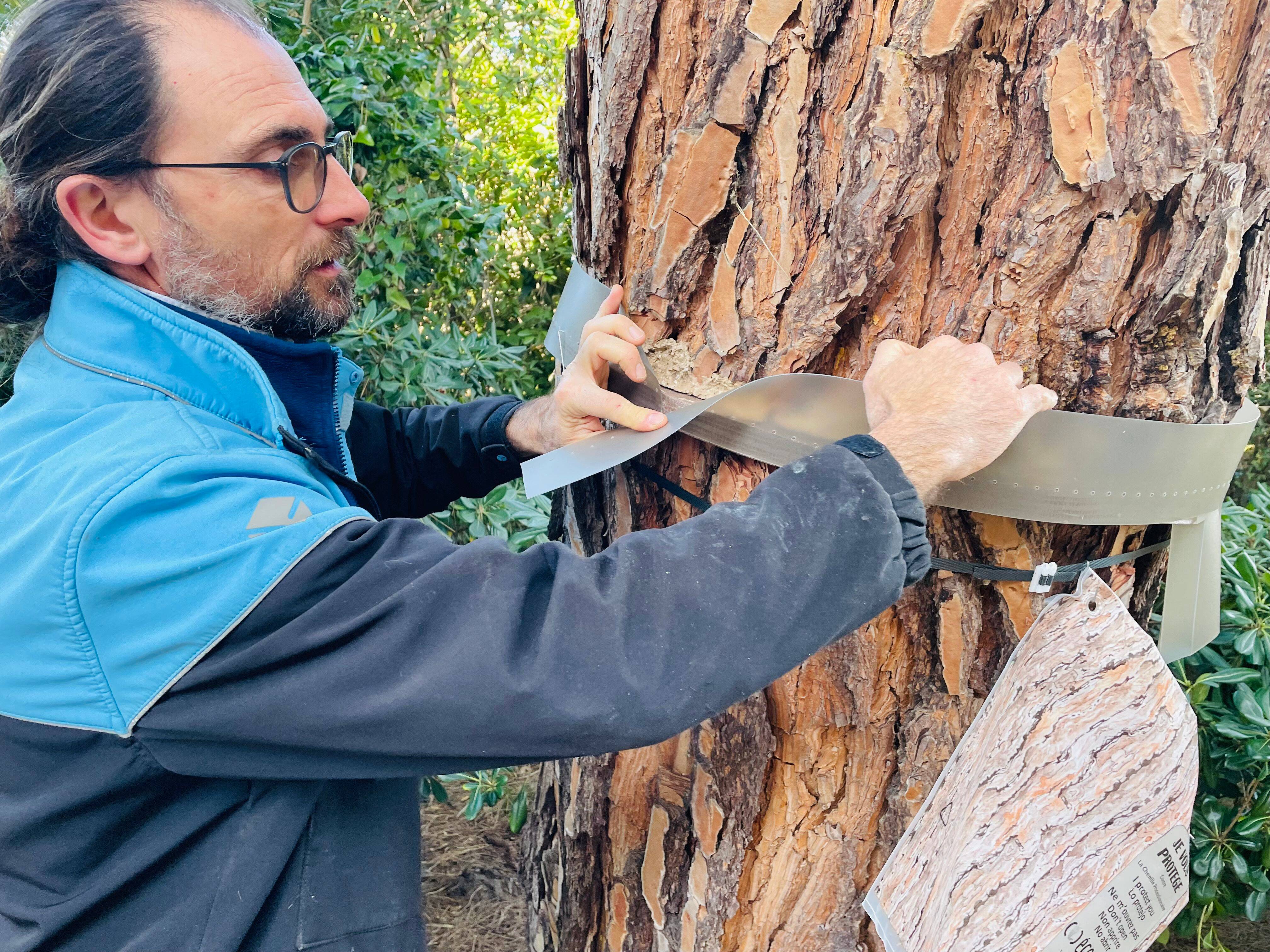 Comment stopper la prolifération des chenilles processionnaires? Un expert varois nous explique