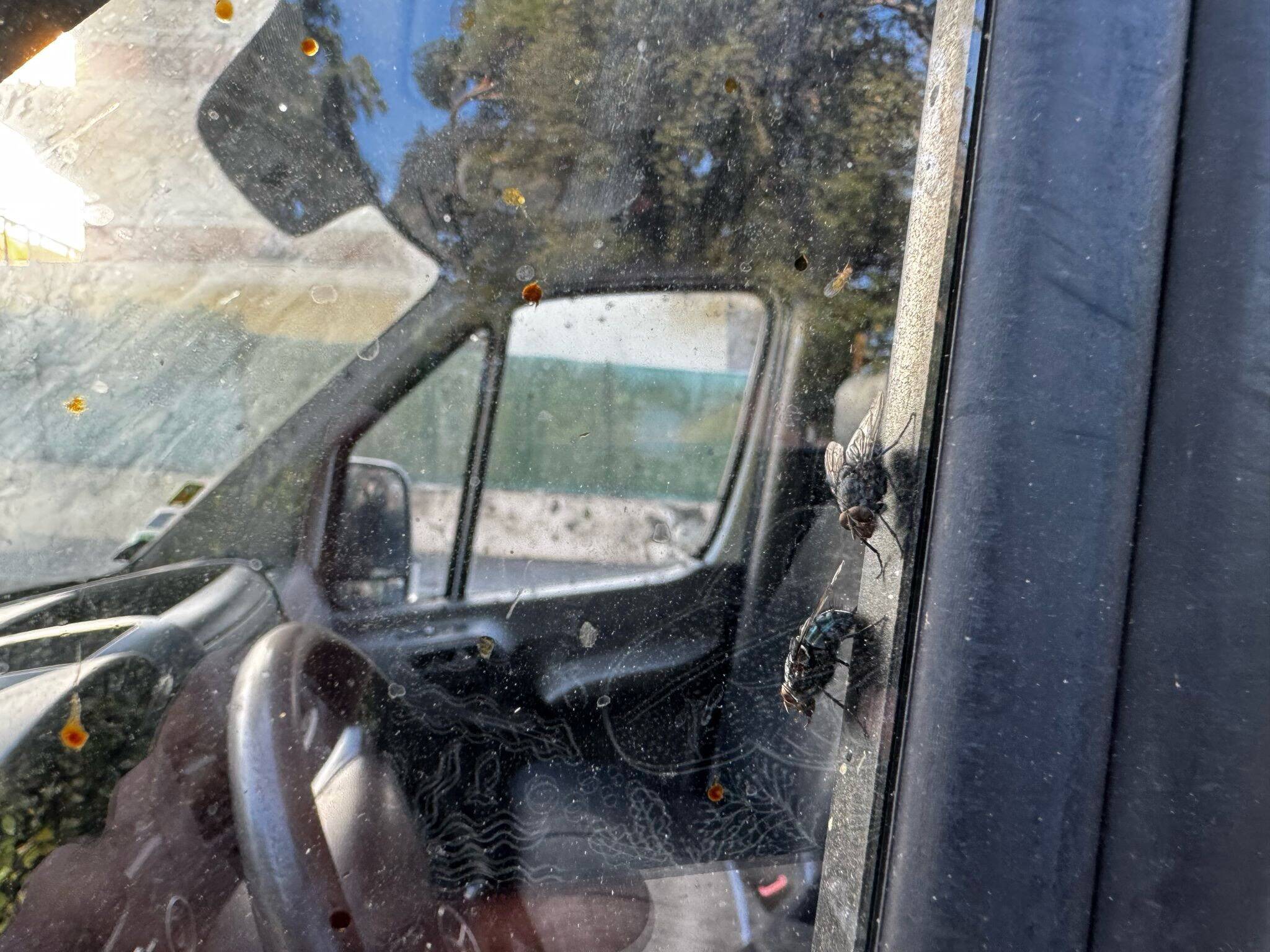 Un "mystère" résolu: on sait pourquoi un essaim de mouches volait dans un fourgon dégageant une odeur fétide, ce jeudi à Juan-les-Pins