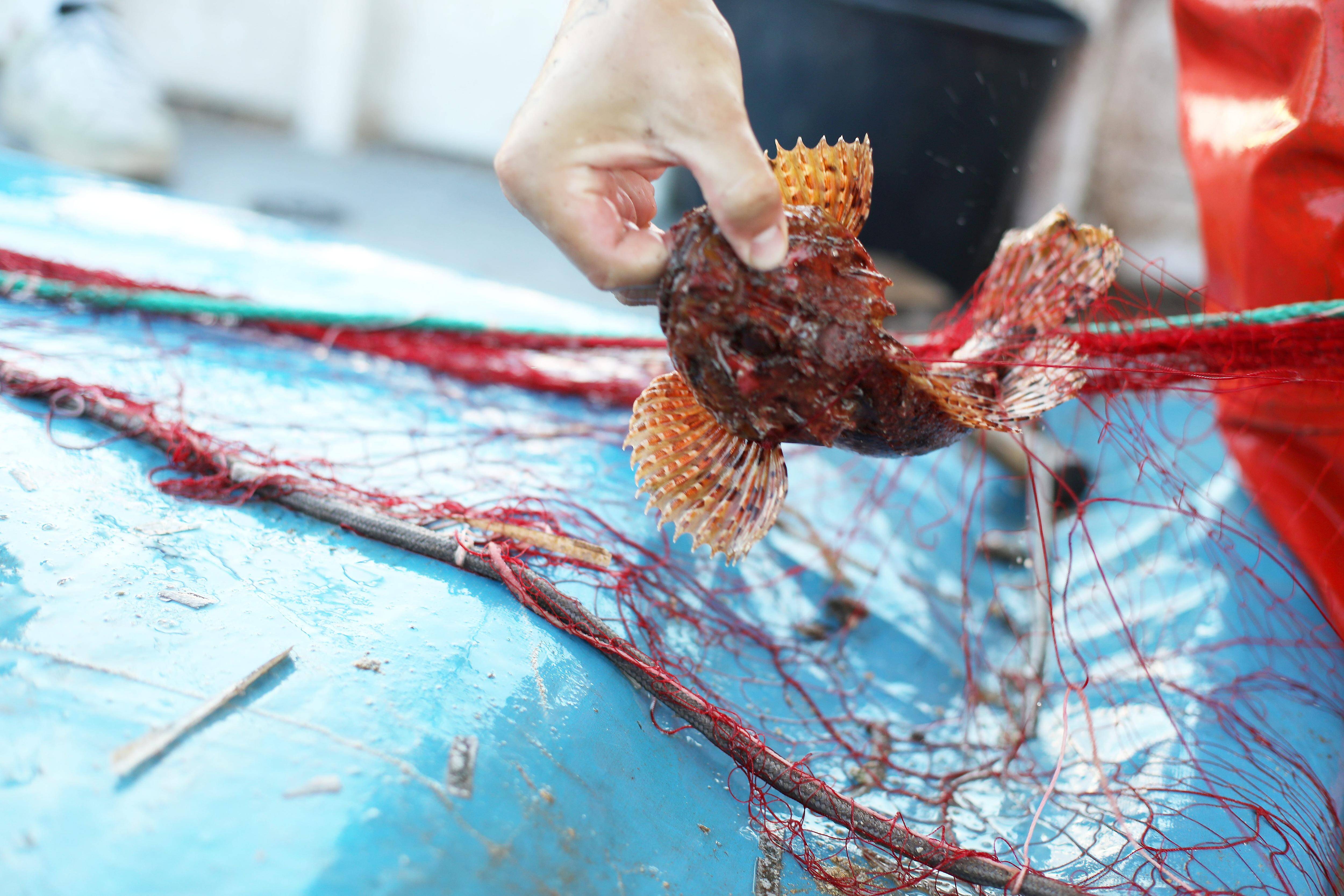 "La Méditerranée est une zone où la capacité des pouvoirs publics à réguler la pression de pêche a été moindre": pourquoi biodiversité et pêche ont maille à partir