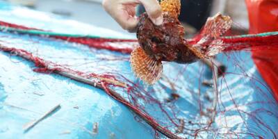 "La Méditerranée est une zone où la capacité des pouvoirs publics à réguler la pression de pêche a été moindre": pourquoi biodiversité et pêche ont maille à partir