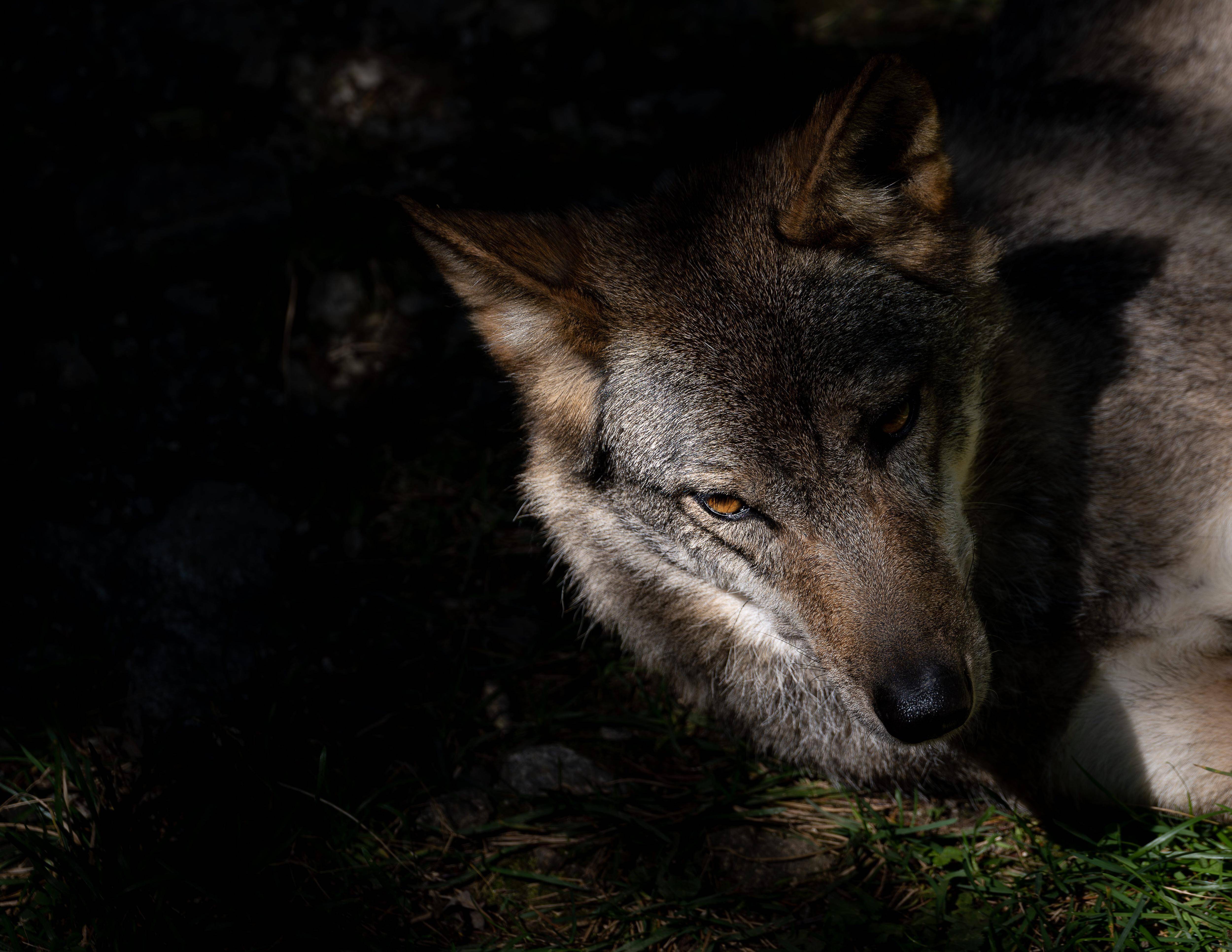 "Les habitants en aperçoivent régulièrement": la présence du loup avérée dans tout le département du Var
