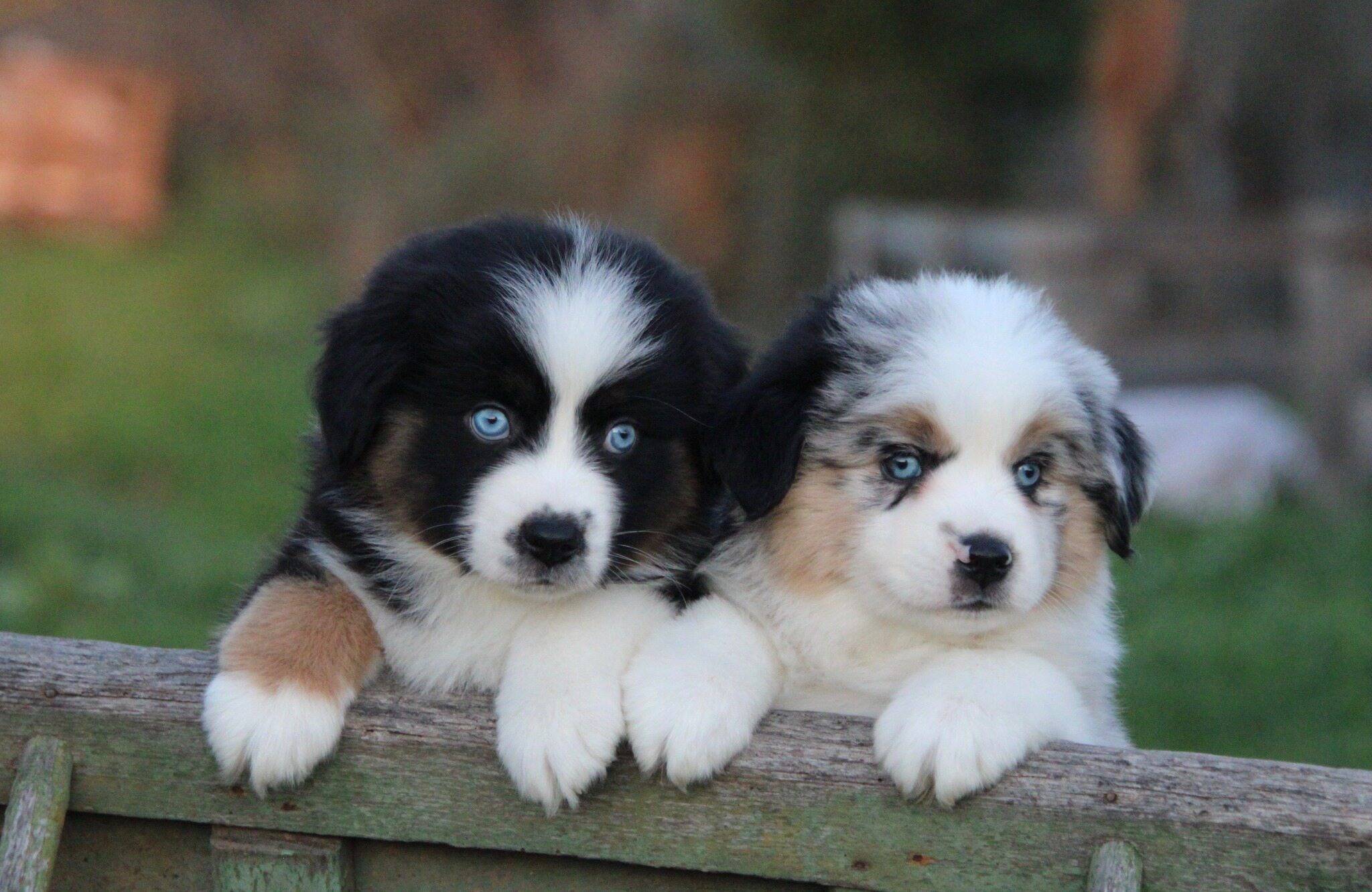 Un cheval et cinq races de chiens varois primés au Salon de l'agriculture de Paris