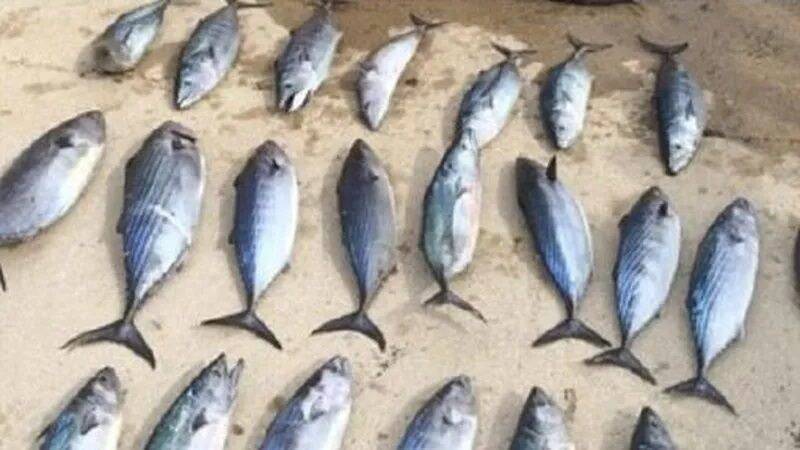 Il diffusait ses prises illégales sur les réseaux sociaux, un braconnier influenceur de la région condamné en appel