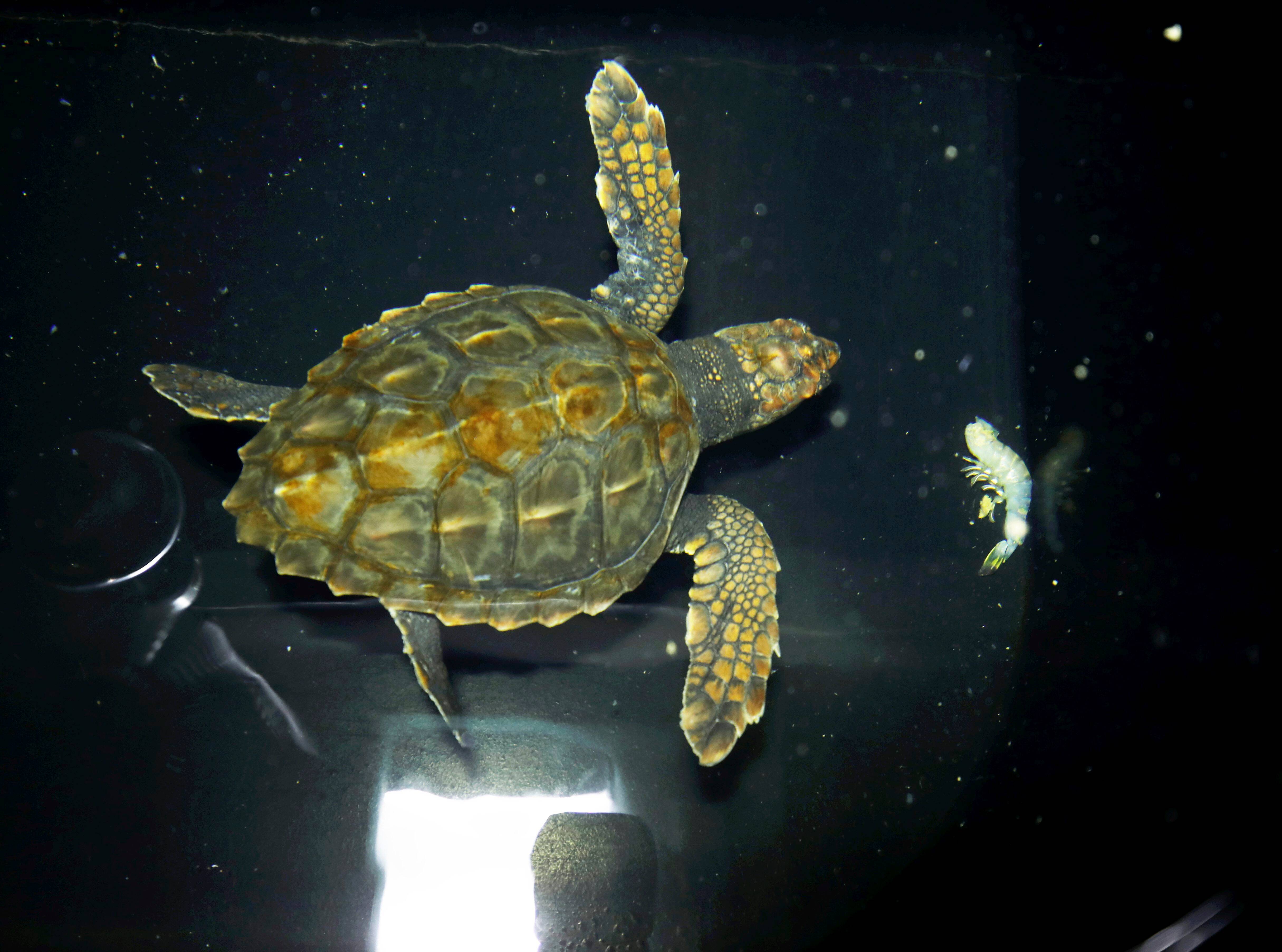 "La première menace ce sont les déchets": au chevet des tortues marines au centre de soins d'Antibes