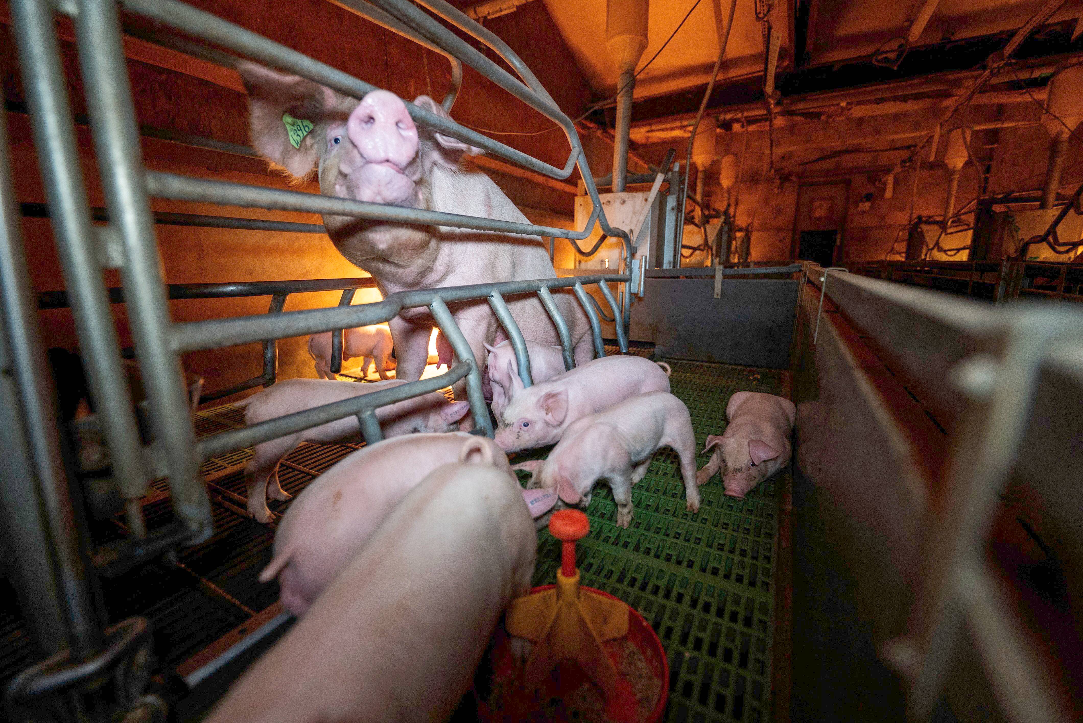 Droits des animaux: l'association L214 investit 38 supermarchés Leclerc dont un à Nice pour dénoncer les pratiques illégales de huit élevages partenaires