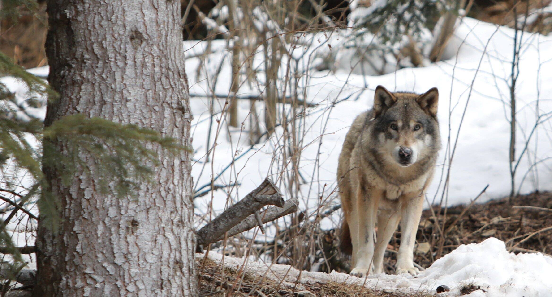 Une victoire pour l'association de défense des animaux One Voice dans les Alpes-Maritimes: six autorisations de tirs contre des loups suspendues