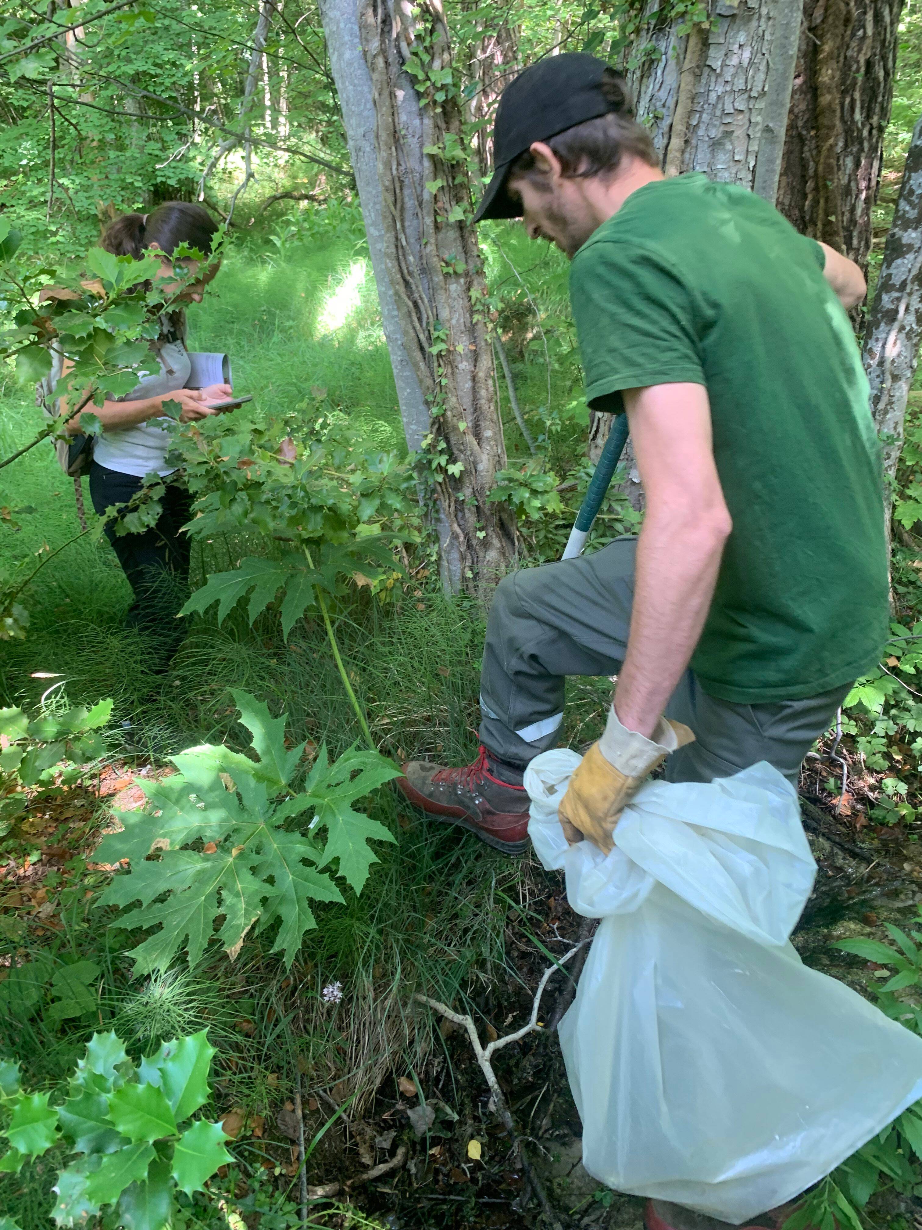Le parc naturel régional du Verdon met en garde contre cette plante exotique dangereuse