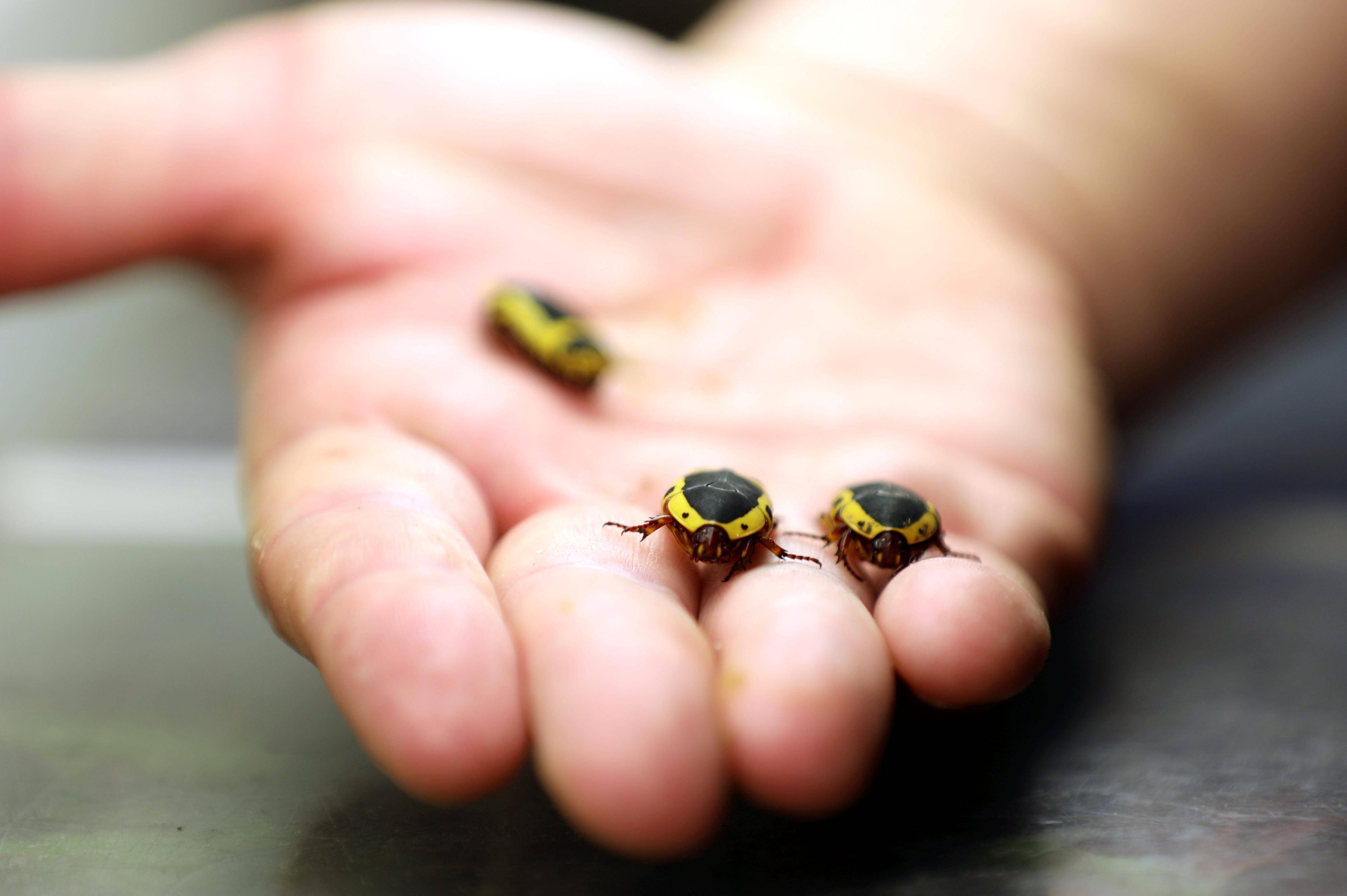 Cochenille-tortue du pin, scarabée japonais, fourmi électrique.... Les collectivités planchent à Nice sur des moyens de lutter contre les insectes ravageurs émergents