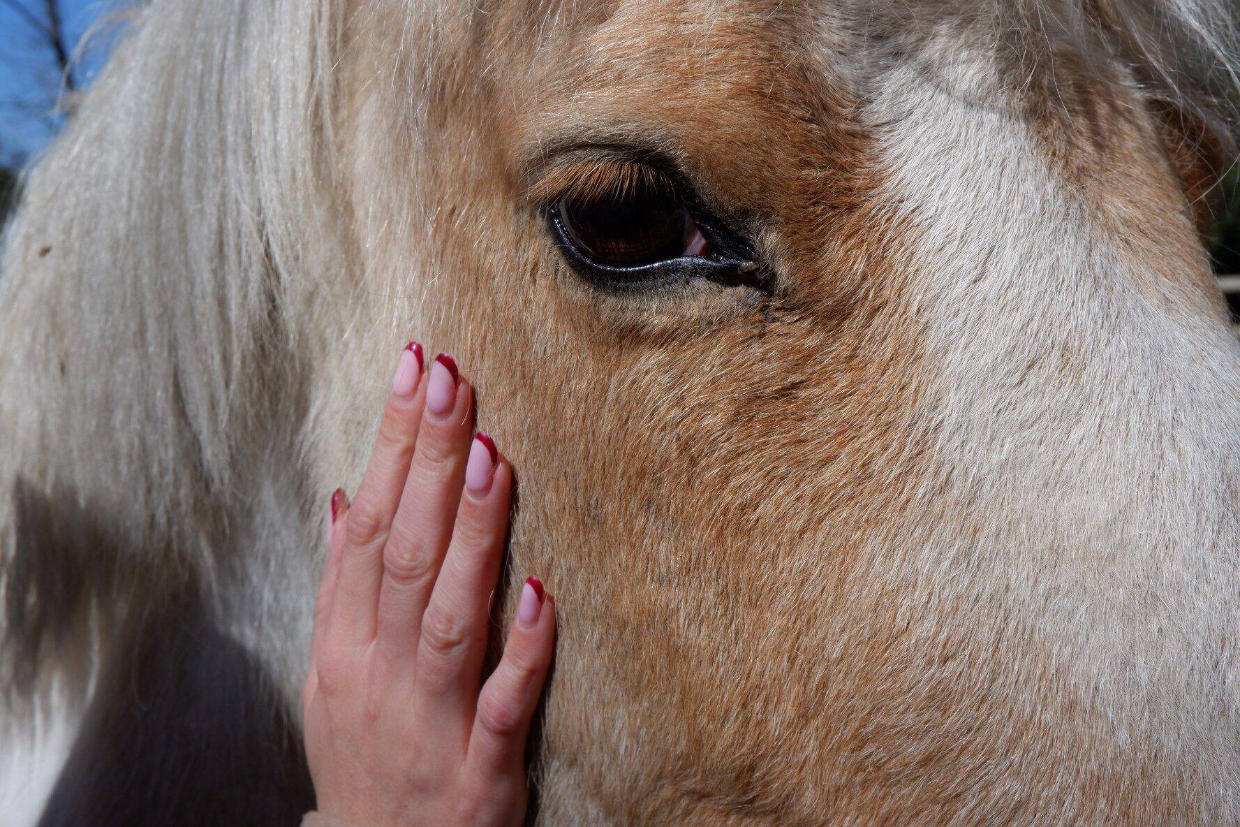 L'équithérapie pour accompagner les femmes victimes de violences conjugales et leurs enfants
