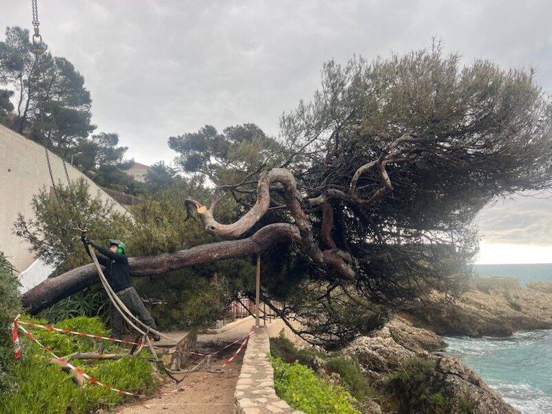 "La chute de l'un a entraîné celle de l'autre": deux célèbres pins maritimes du sentier littoral de Cap-d'Ail n'ont pas résisté à la tempête