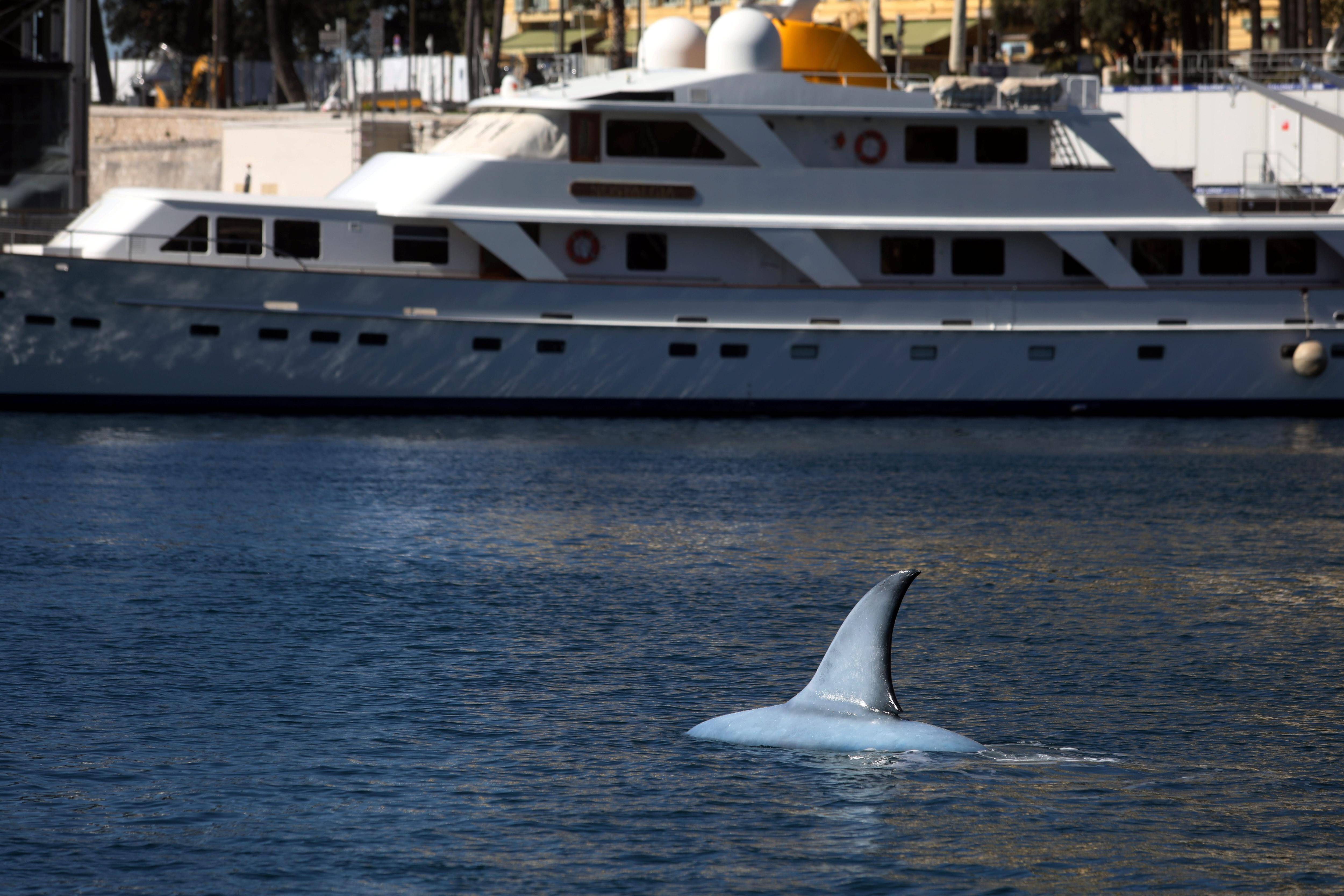 Un énorme requin aperçu dans le port de Nice