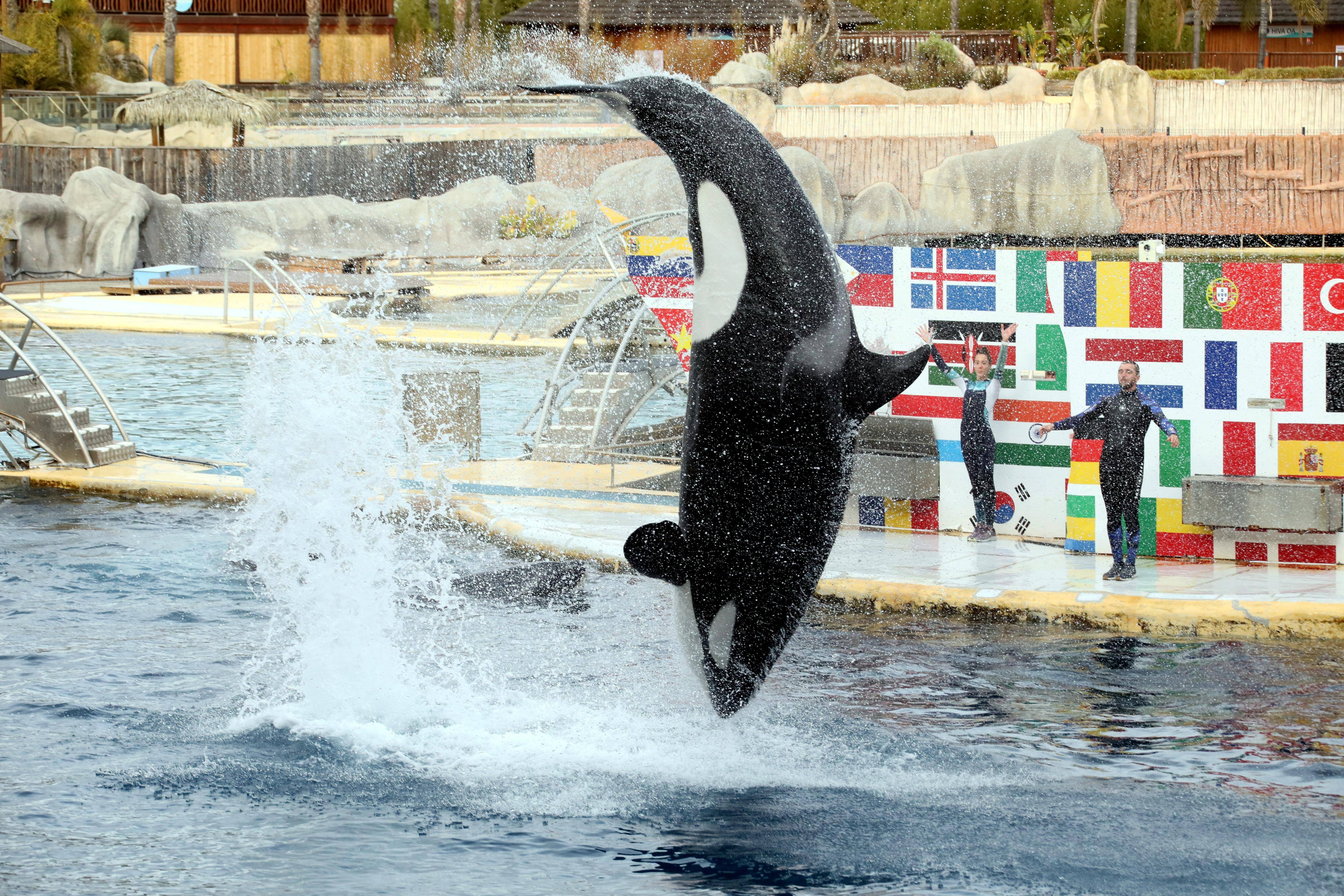 Le parc est fermé depuis trois mois, l'avenir des orques et des dauphins de Marineland toujours en suspens
