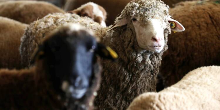 Je ne ferai pas Pâques: la colère des éleveurs sans abattoir dans les Alpes-Maritimes