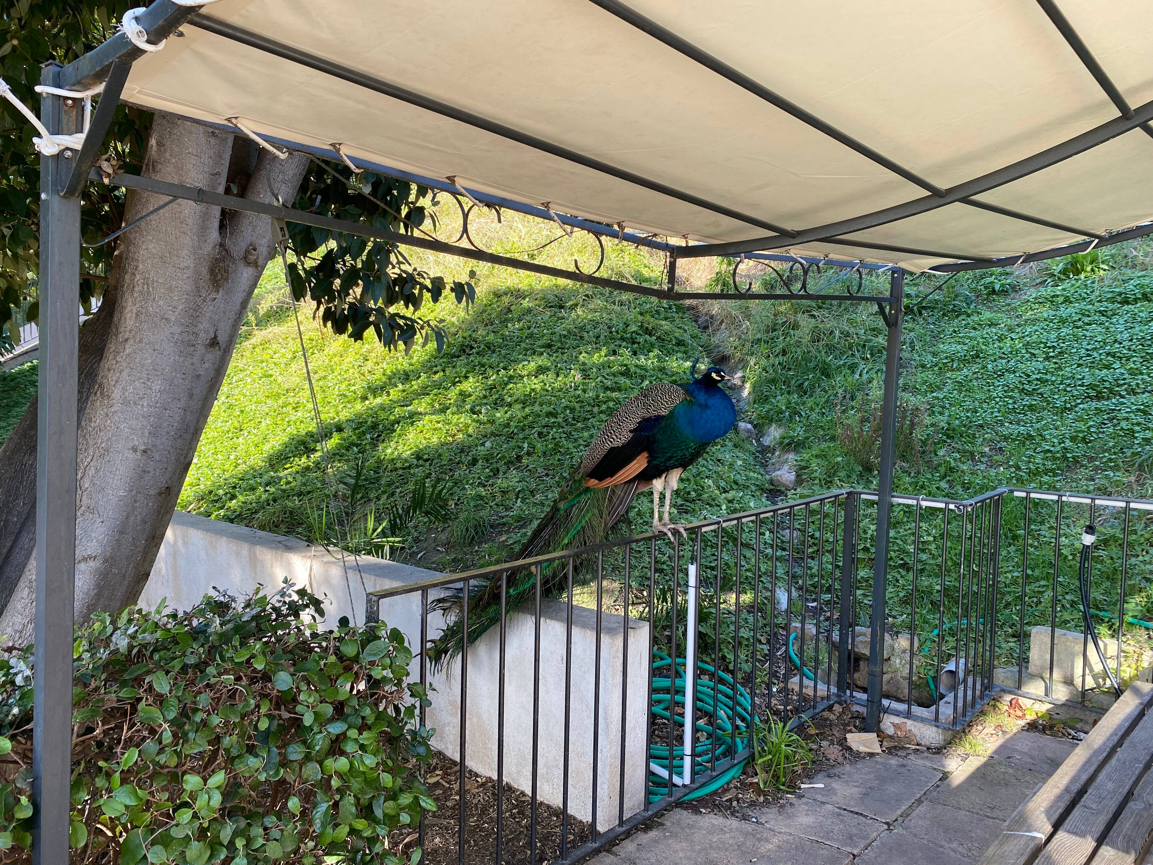 Dans ce célèbre parc de nice, certains animaux se baladent en liberté: une vraie attraction pour le public