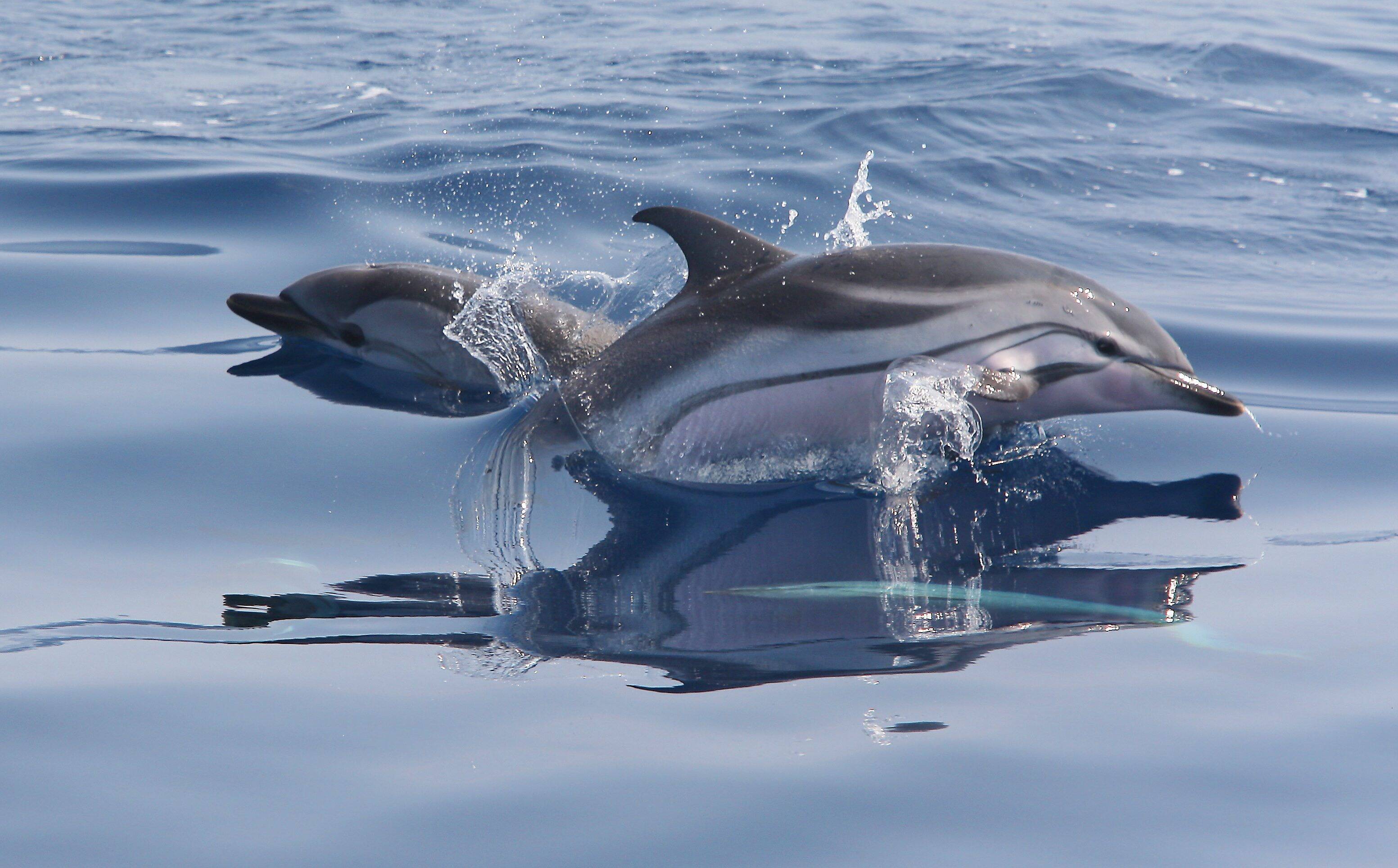 "C'est l'un des plus gros défis de conservation des cétacés jamais lancé en Méditerranée": le sanctuaire Pelagos, au large de nos côtes, est-il efficace?