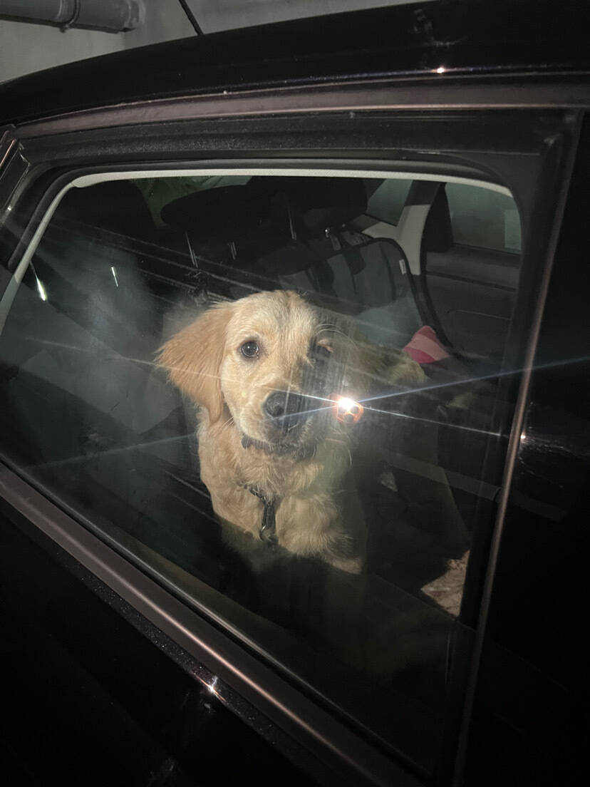 "Sans une gamelle d'eau, vitres fermées et dans l'obscurité" : un chien enfermé dans une voiture à Saint-Martin-du-Var suscite l'émotion dans une résidence