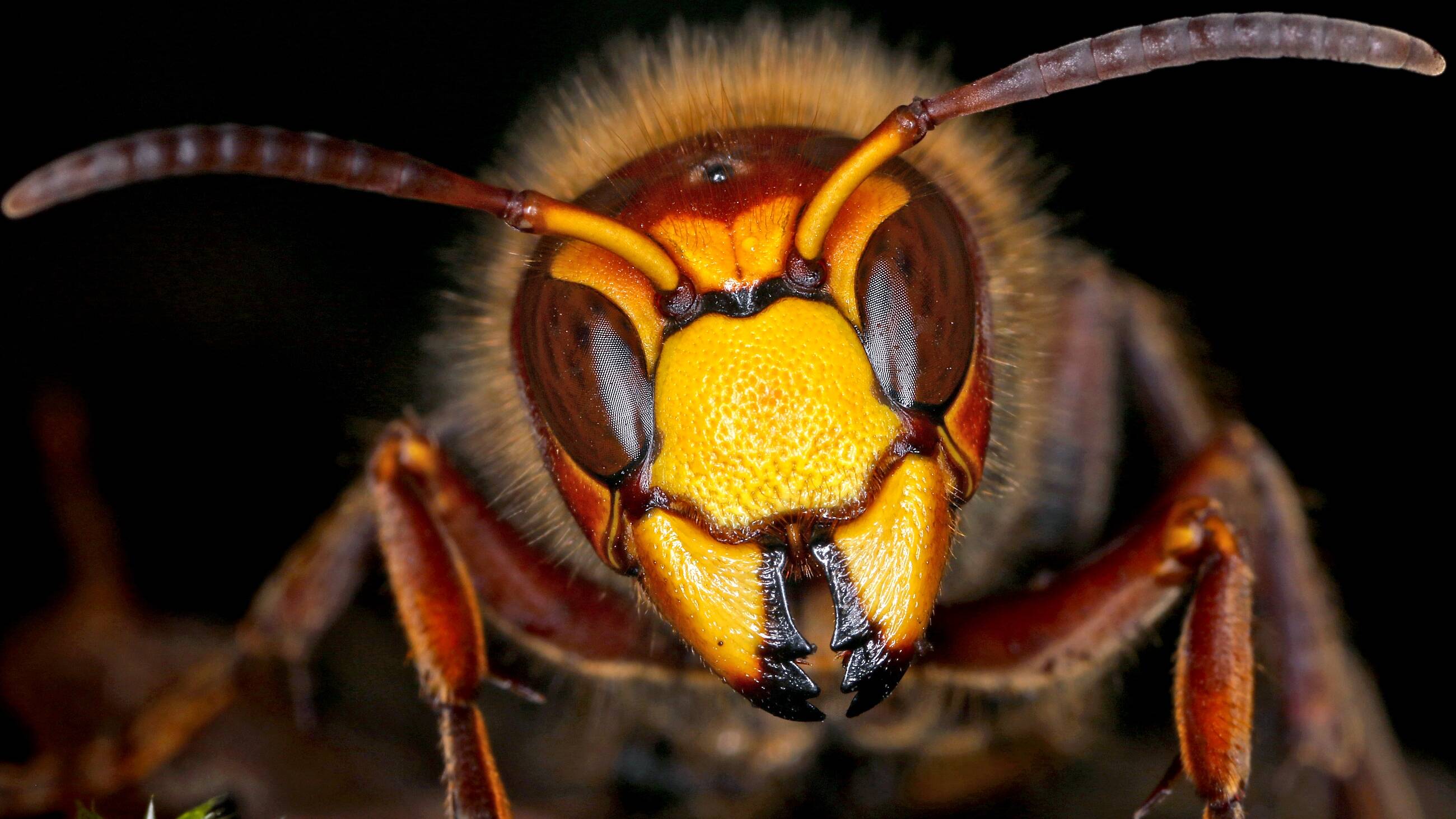 La chasse aux frelons asiatiques est ouverte dans l'Est-Var