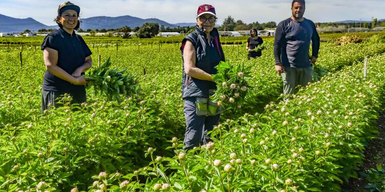 Au cœur des terres agricoles de La Crau, l’exploitation familiale Loiseau se consacre avec passion à la fleur reine du printemps: la pivoine