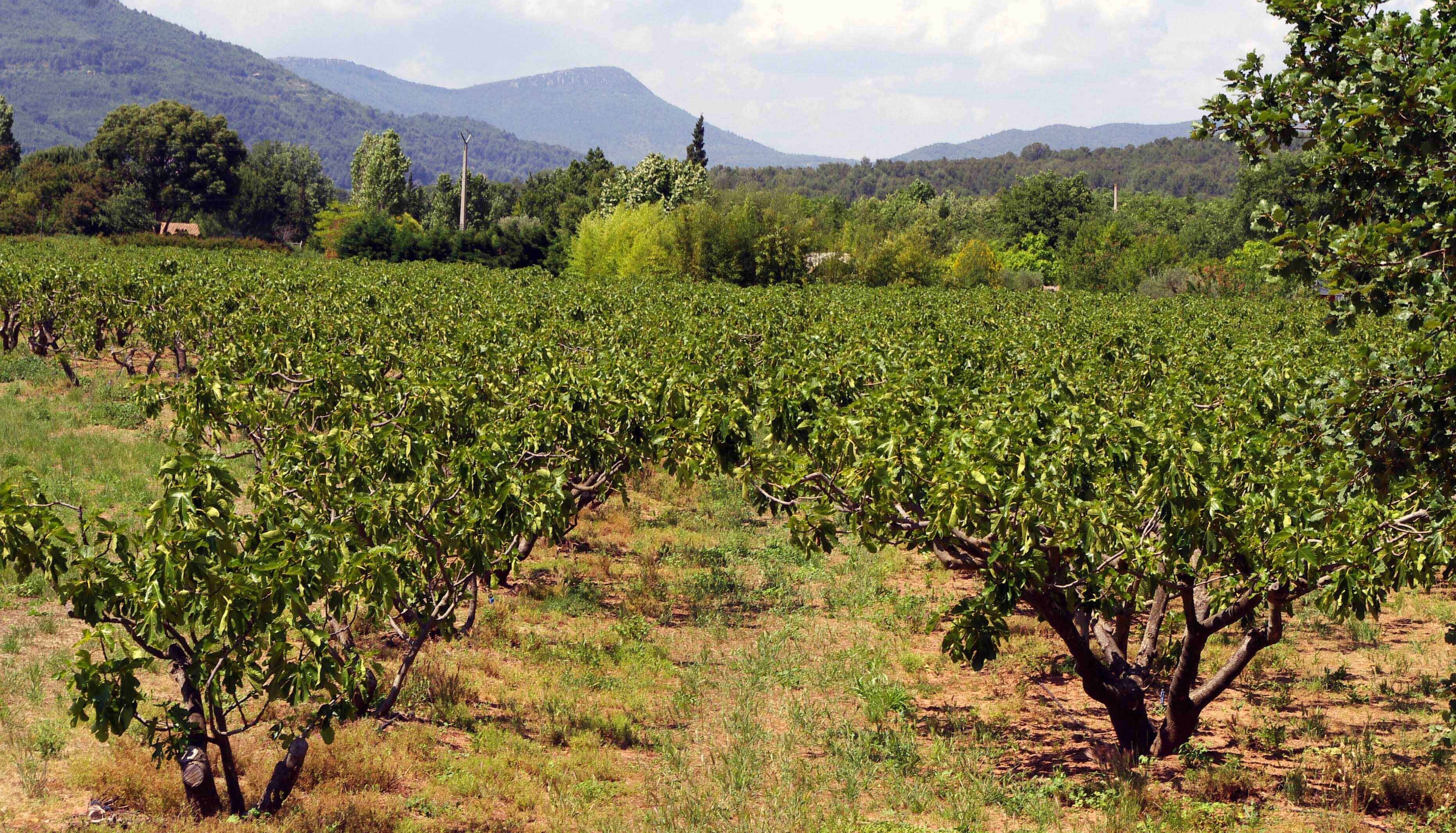Zone agricole protégée: la terre reprend ses droits dans la vallée du Gapeau