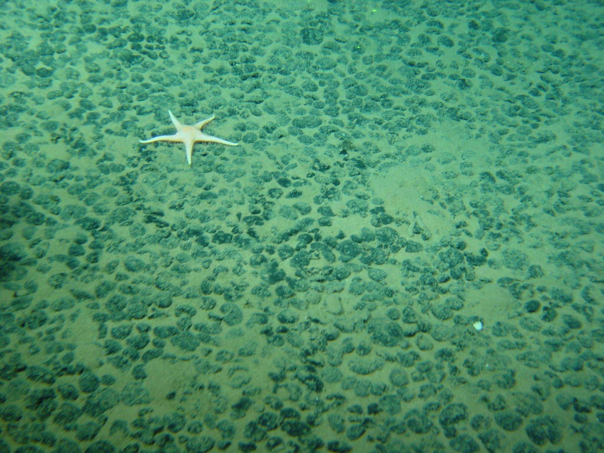 Exploiter les minerais au fond des mers? C'est oui pour Donald Trump, mais un désastre selon les scientifiques