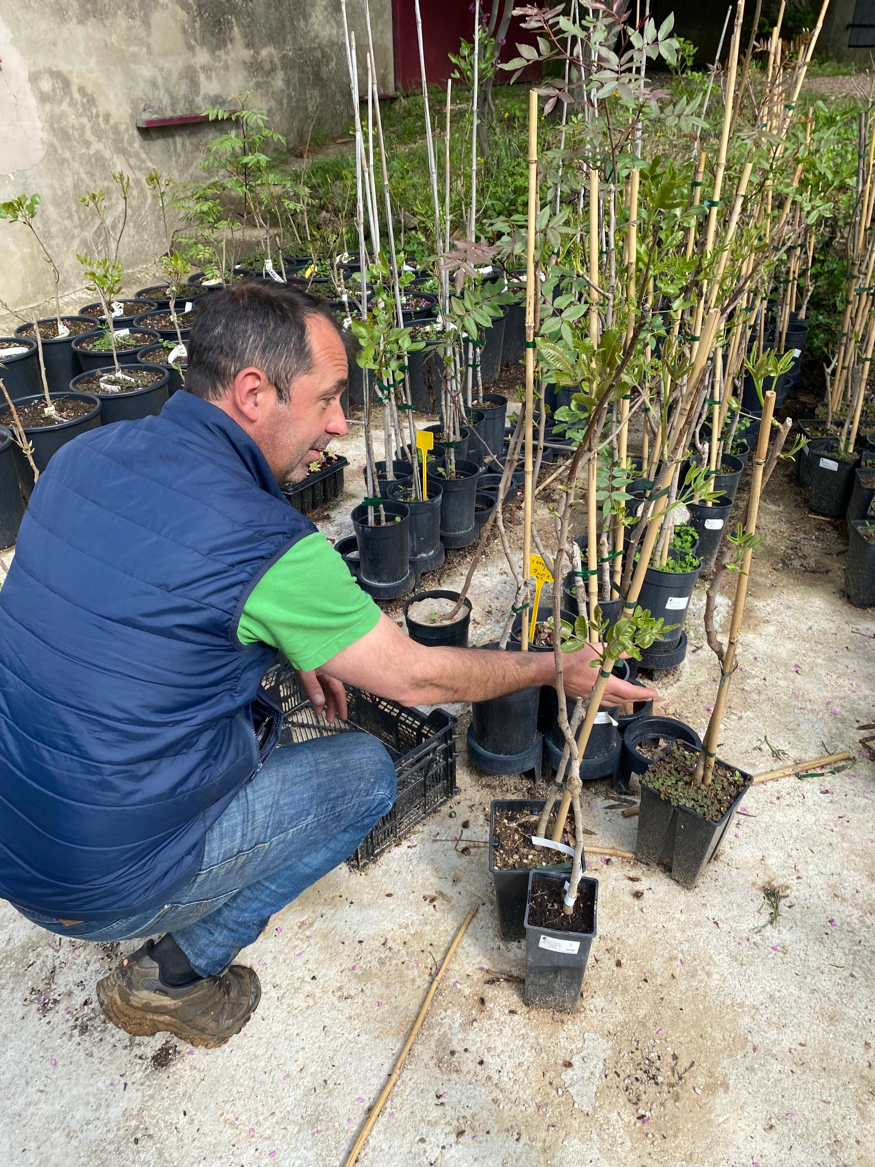Elle est très à la mode depuis le "chocolat de Dubaï": deux vignerons varois veulent développer et structurer la filière pistache