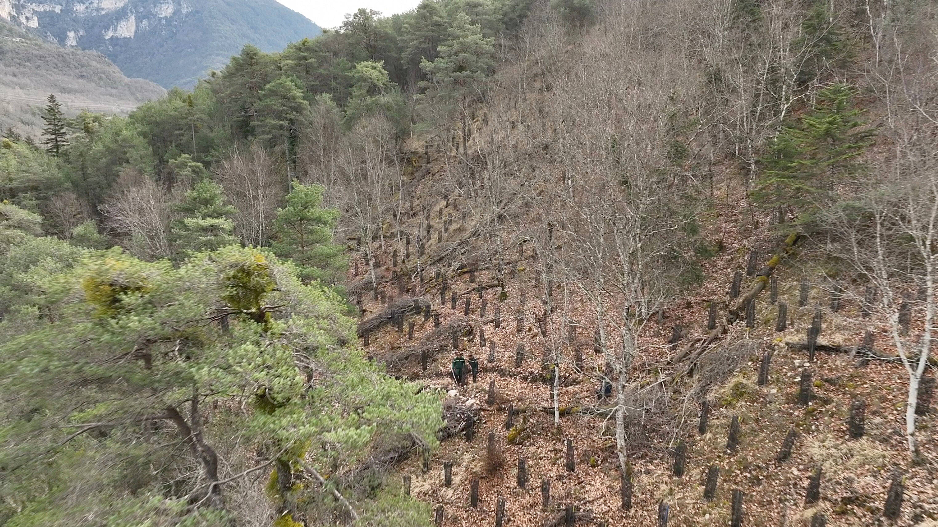 Des pins de Turquie plantés dans la vallée de la Tinée pour lutter contre le réchauffement climatique