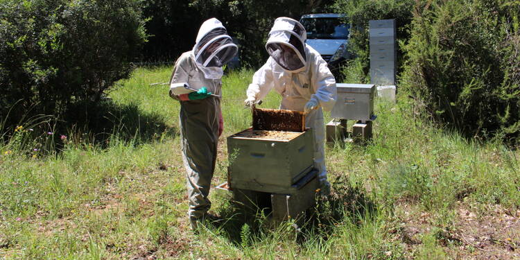 On dit toujours que quand les abeilles ne vont pas bien, l’homme ne va pas très bien non plus: comment ce laboratoire prend soin des abeilles