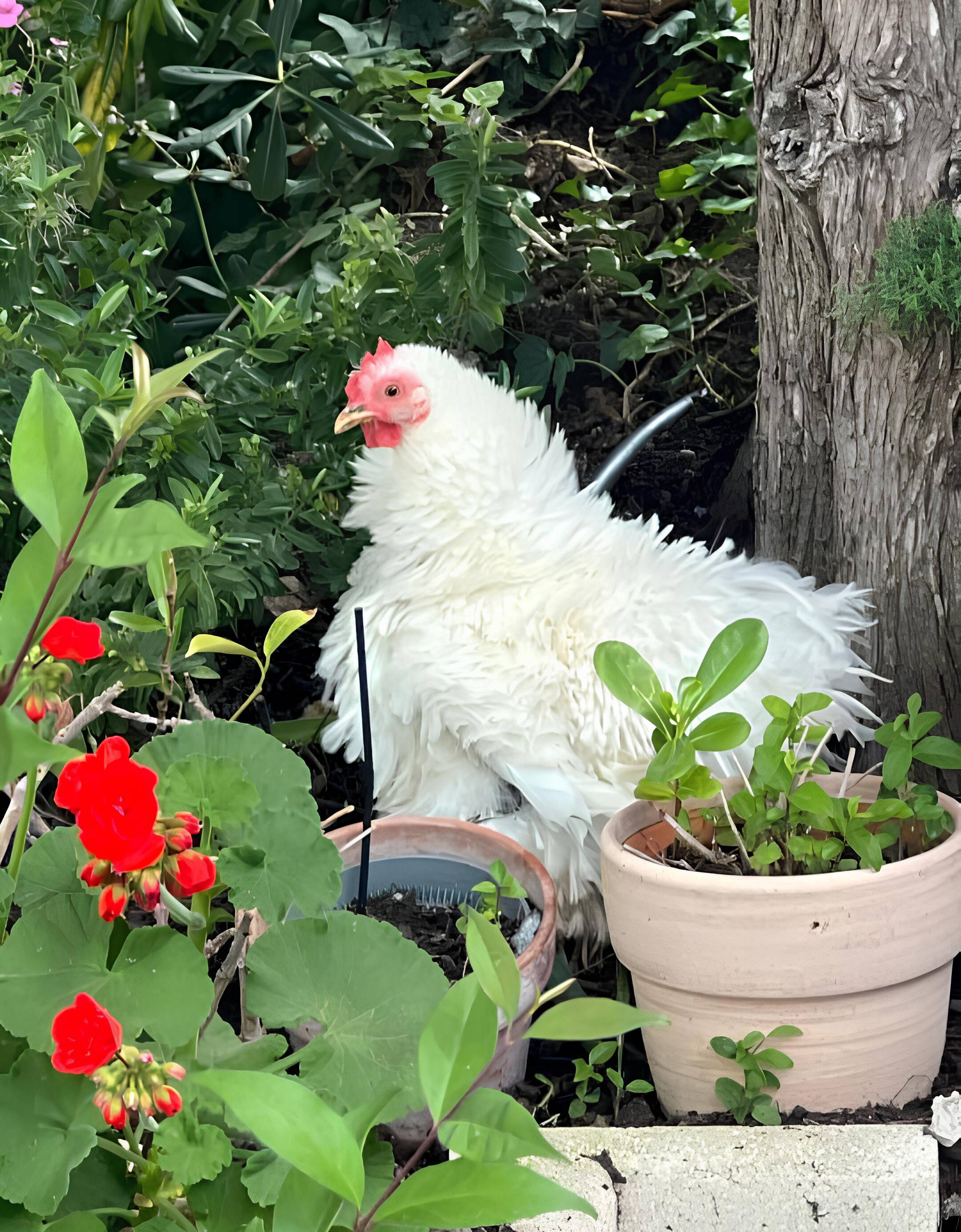 Toujours tendance, les poules seront les vedettes du Salon des animaux ce week-end à l'hippodrome de Cagnes-sur-Mer