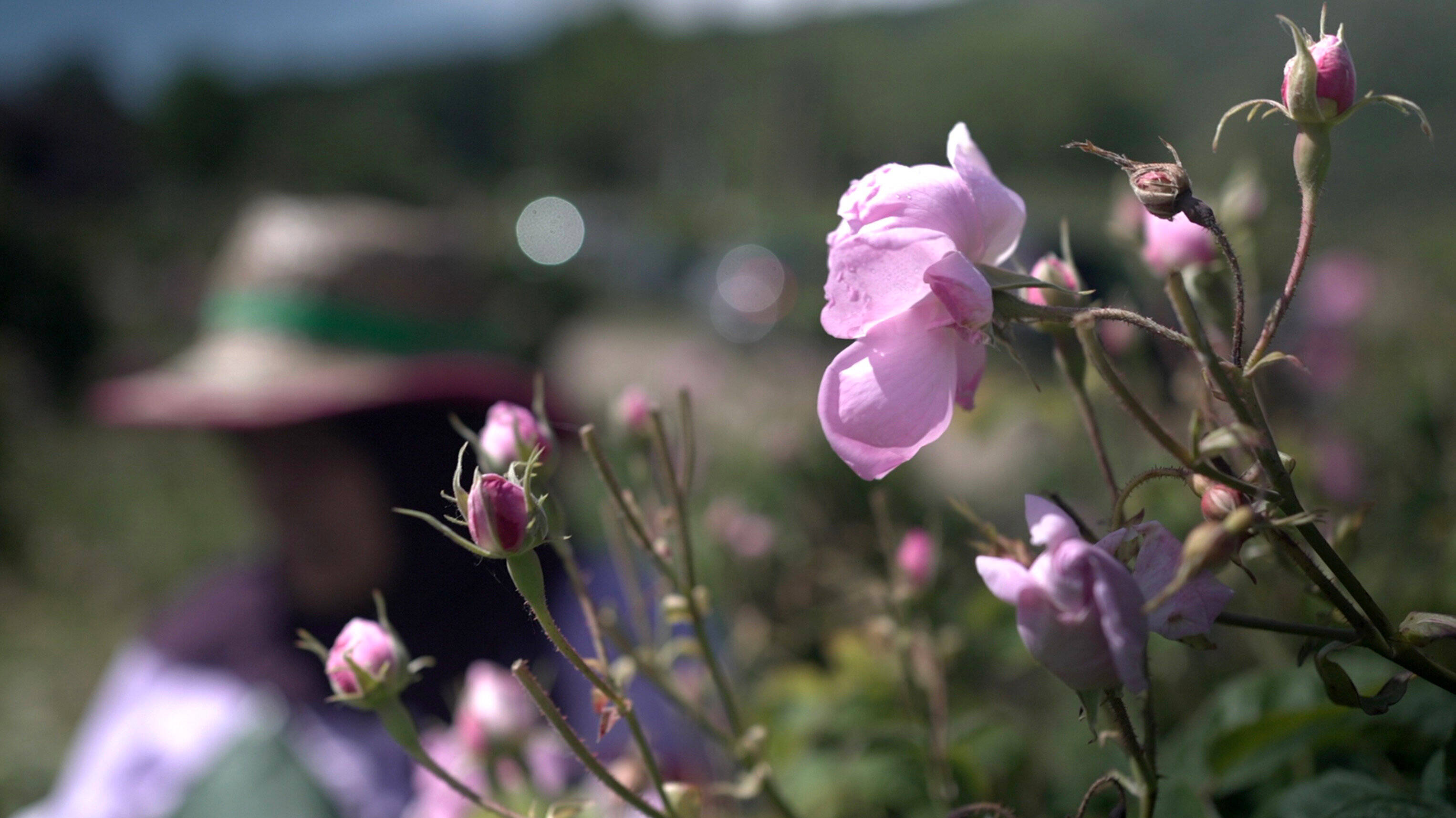 Le Pays de Grasse est à l'origine d'une formation spécialisée dans les arômes et les parfums, à l'Ecole de la Seconde Chance