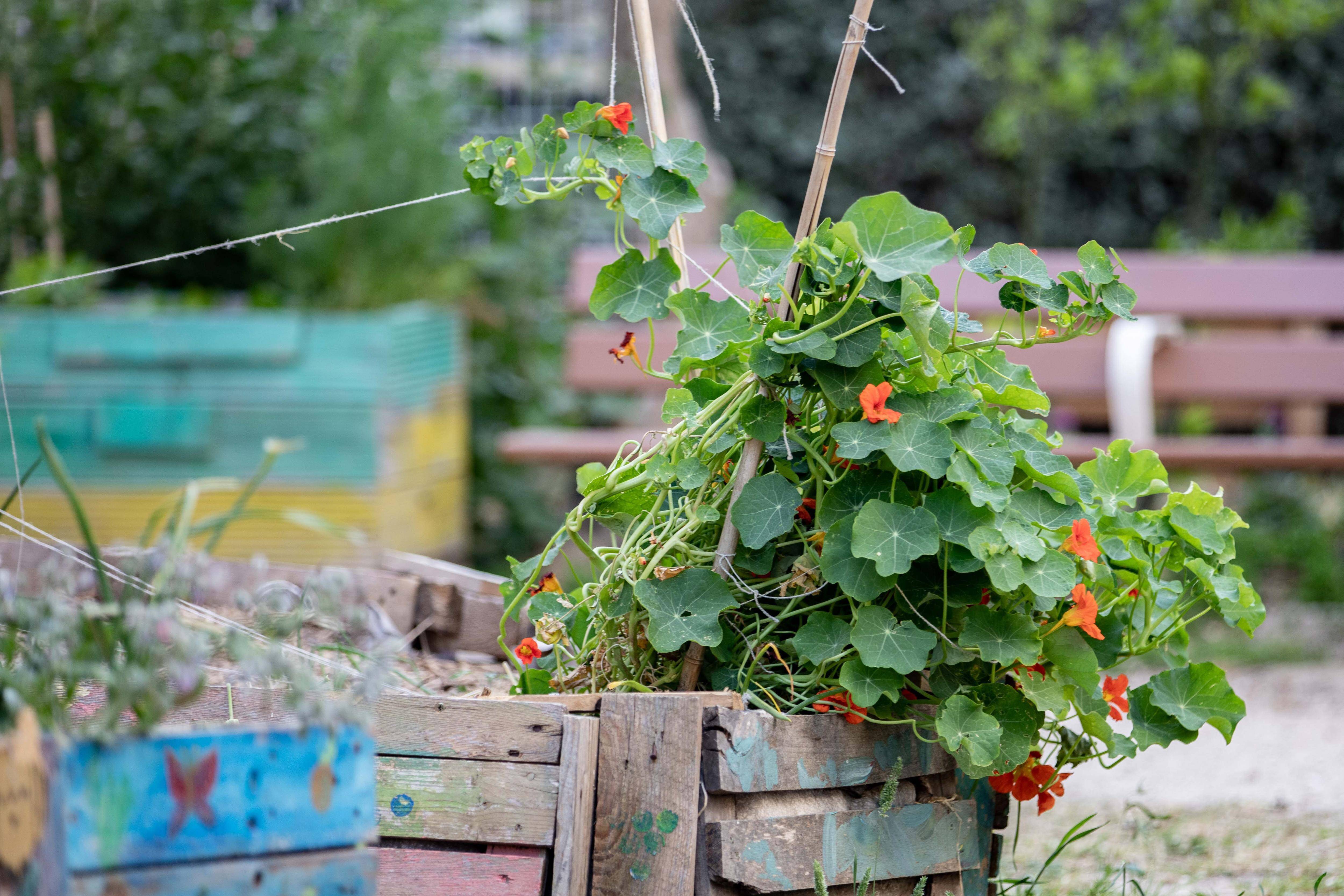 La ville de Toulon accueille les 48h de l'agriculture urbaine ce week-end: des activités gratuites et ouvertes à tous