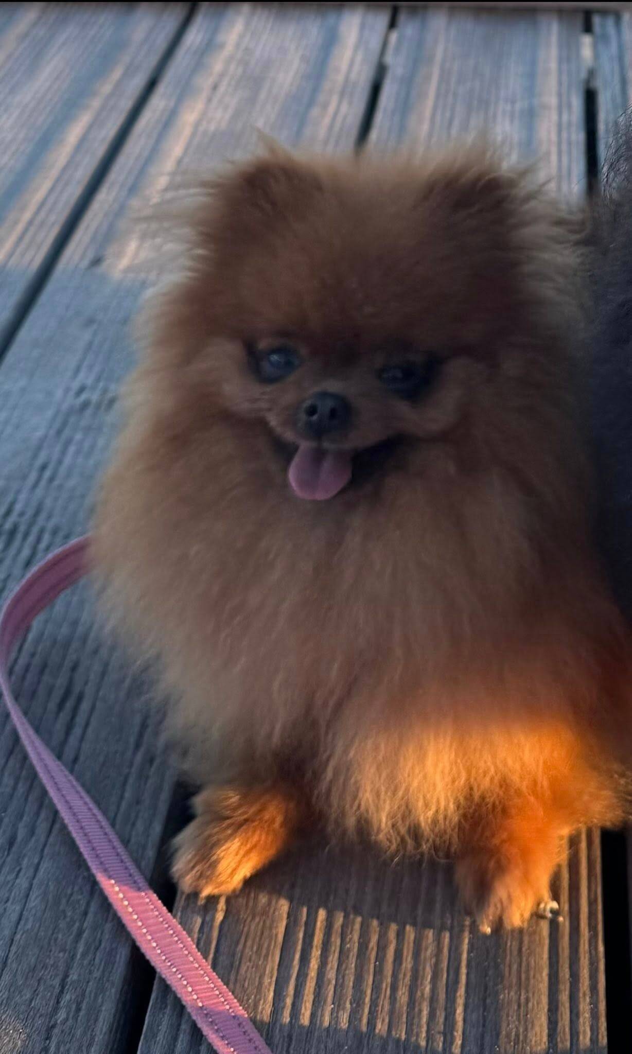 "Une vision d'horreur": sa chienne a été déchiquetée par un chien japonais lors d'une balade à Saint-Cyr, elle réclame justice