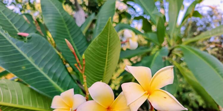 A Puget-Ville, le jardin du Réal obtient le label Jardin remarquable