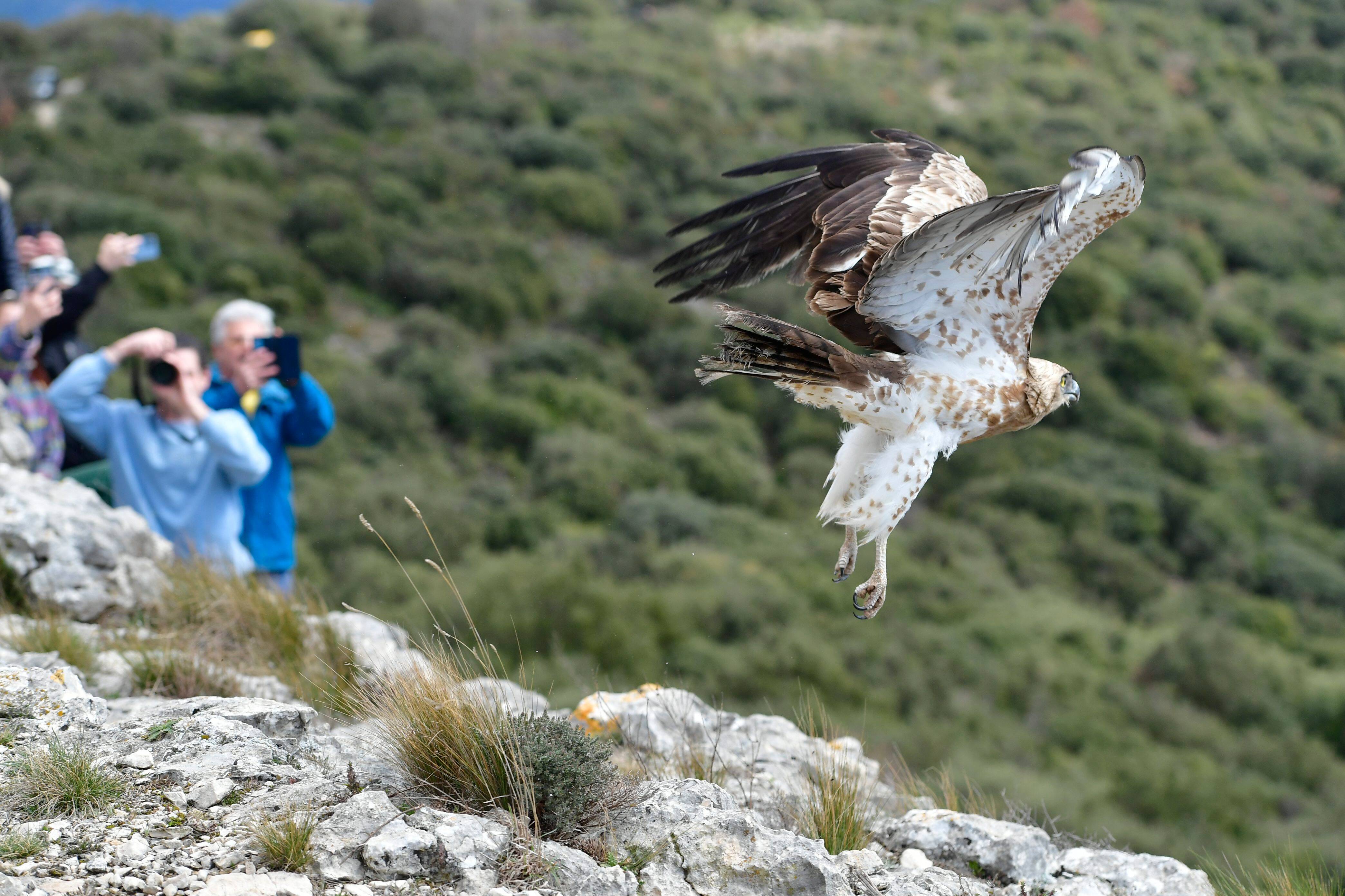 L'aigle qui était tombé sur la terrasse d'un restaurant d'Antibes a été relâché dans la nature