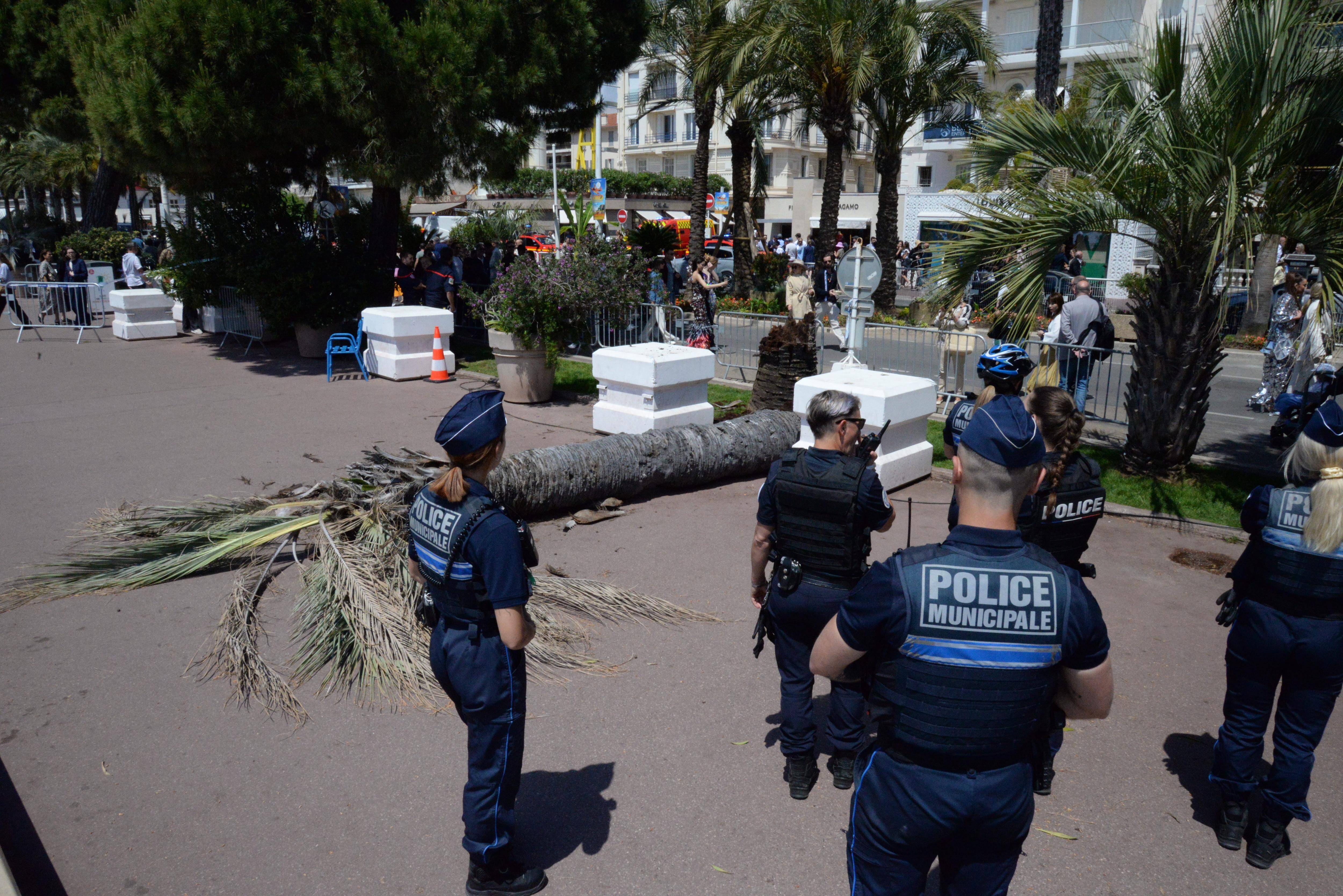Ce que l'on sait après la chute d'un palmier qui a blessé grièvement un homme sur la Croisette durant le Festival de Cannes