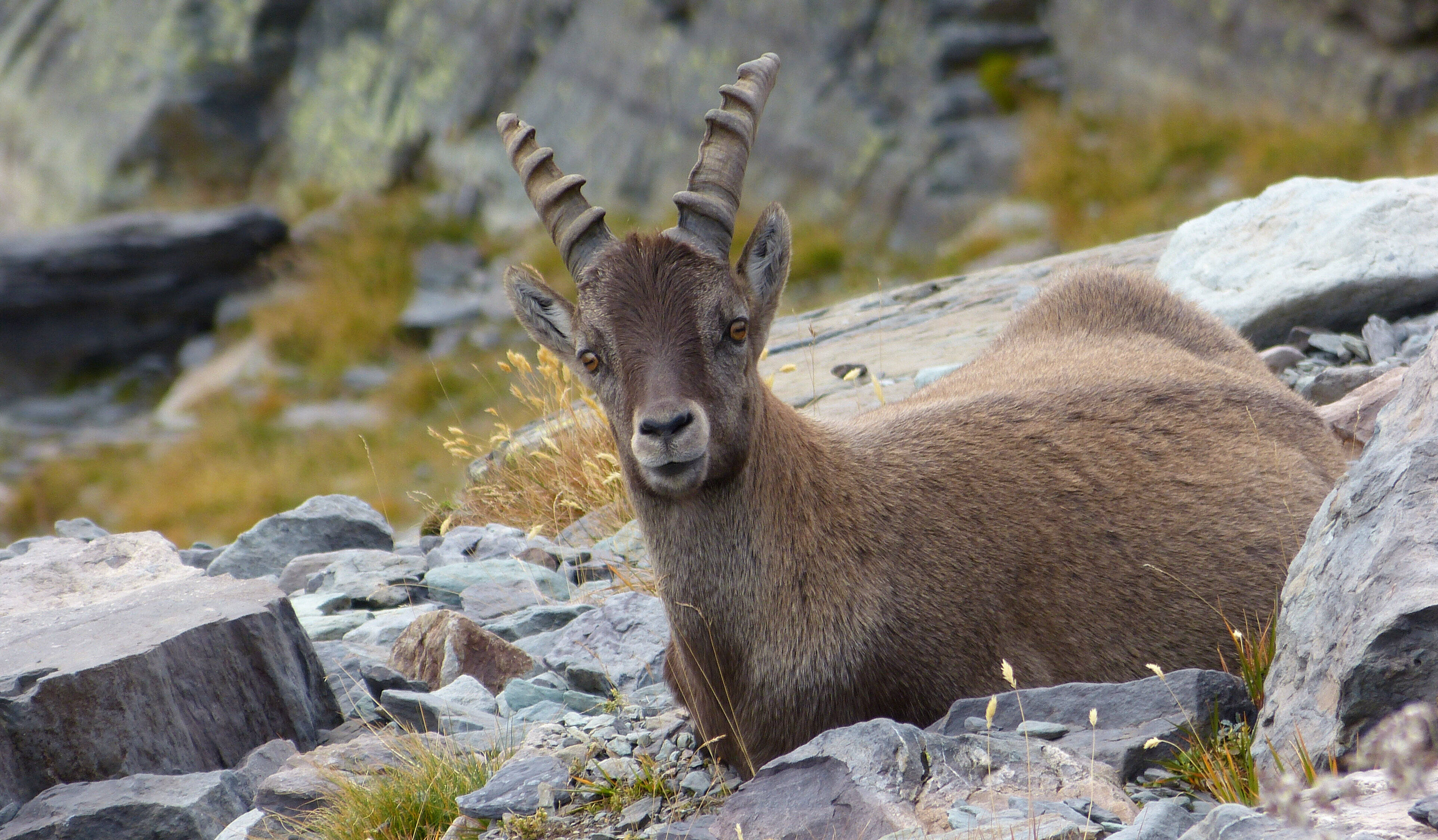 "Le courage, c'est parfois de ne rien faire": à Entraunes, un très rare sanctuaire pour la nature interdit à l'humain