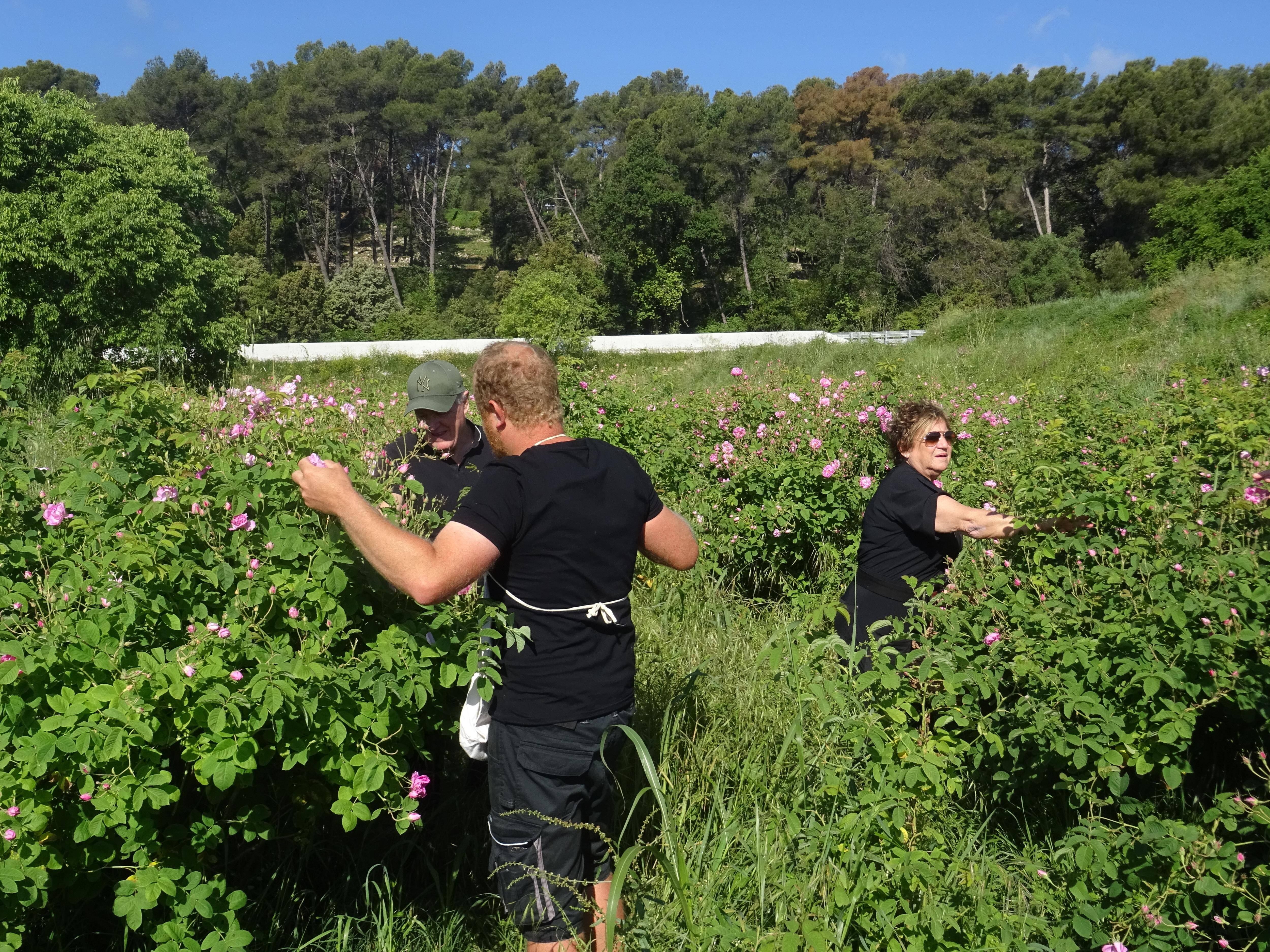 On vous explique comment sont récoltées les roses Centifolia à Grasse