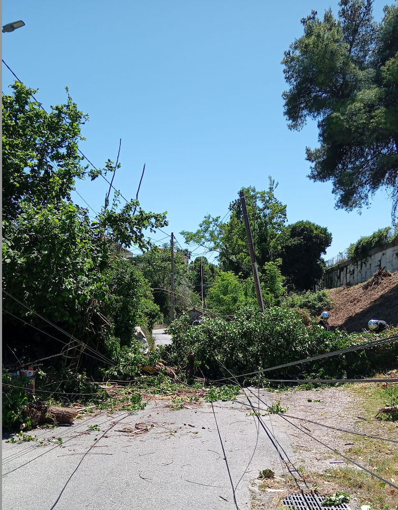 Une chute d’arbre à Biot entraîne des perturbations sur la ligne