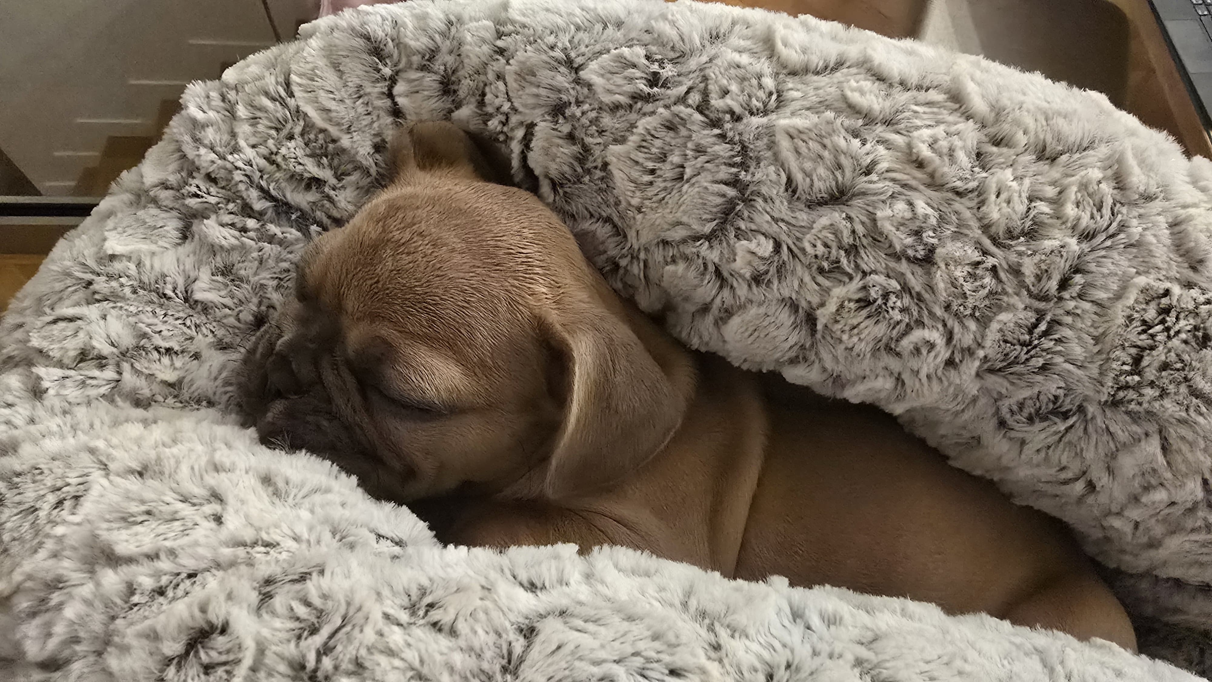 L'achat de chiots au "Salon des animaux de compagnie et leur bien-être" tourne au cauchemar à Cagnes-sur-Mer