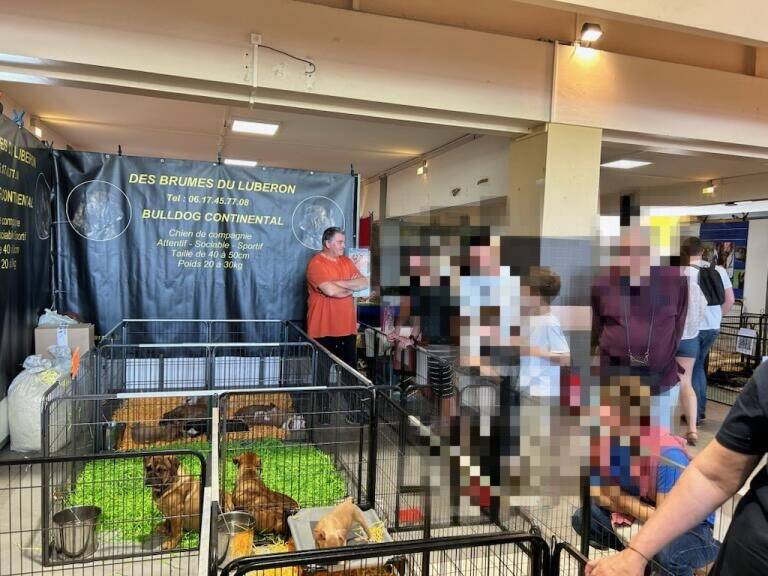 Parvovirose au salon des animaux de compagnie de Cagnes-sur-Mer: "Les gens se jetaient sur les chiots pour les toucher"