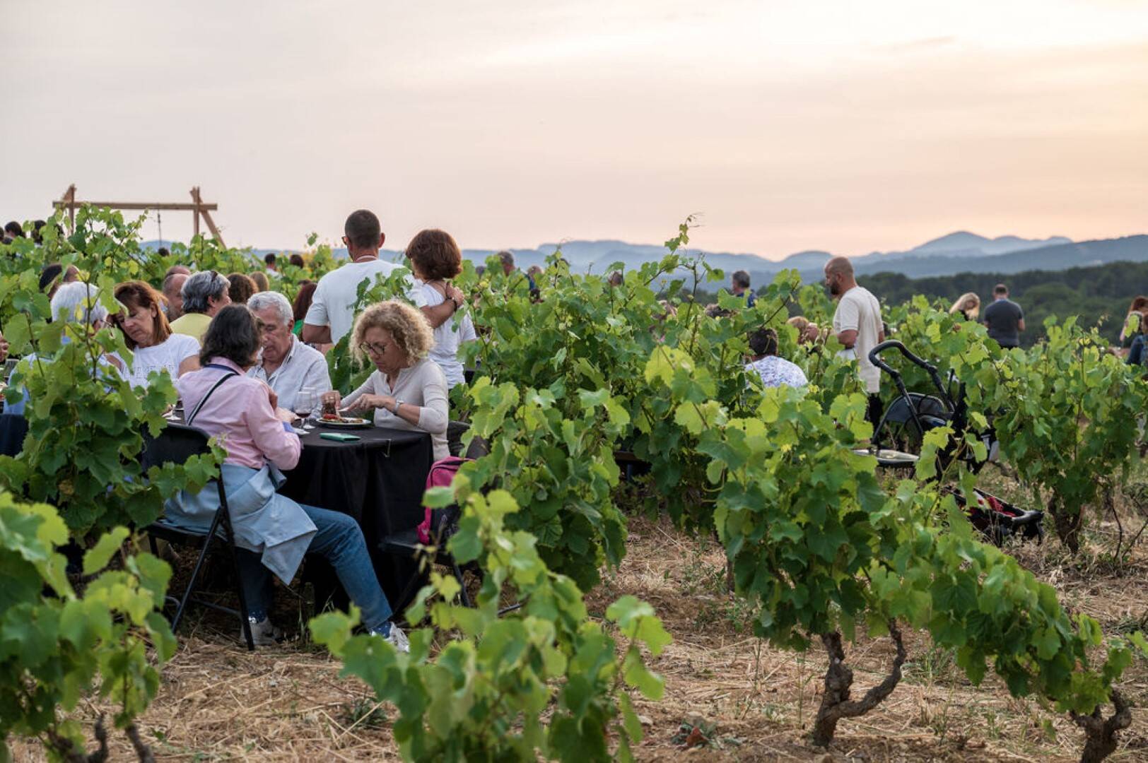 L'événement Les Escapades des vins de Bandol revient pour 3 jours de balades gourmandes au coeur des vignes varoises