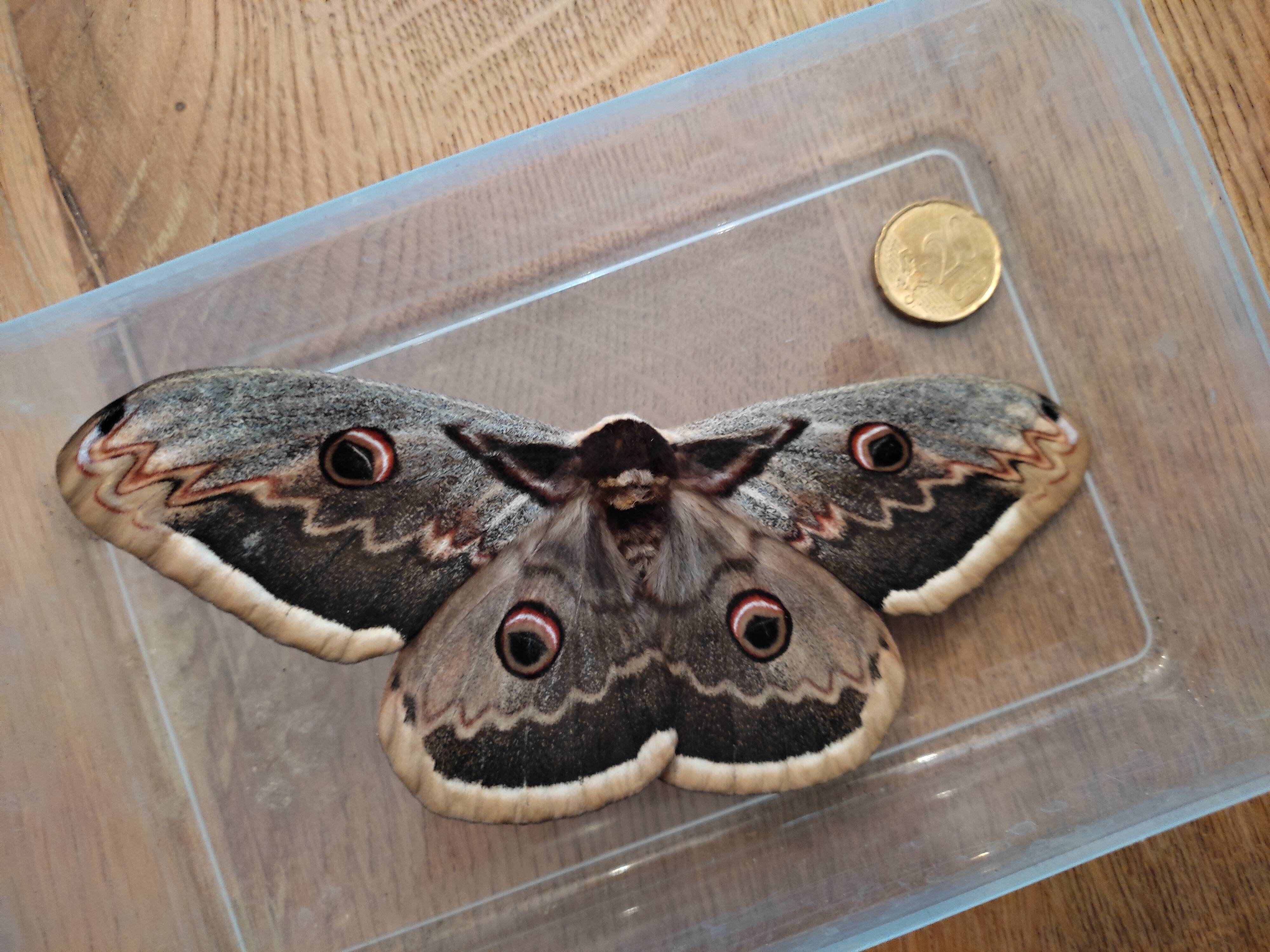 Un papillon XXL découvert au pied du Faron à Toulon