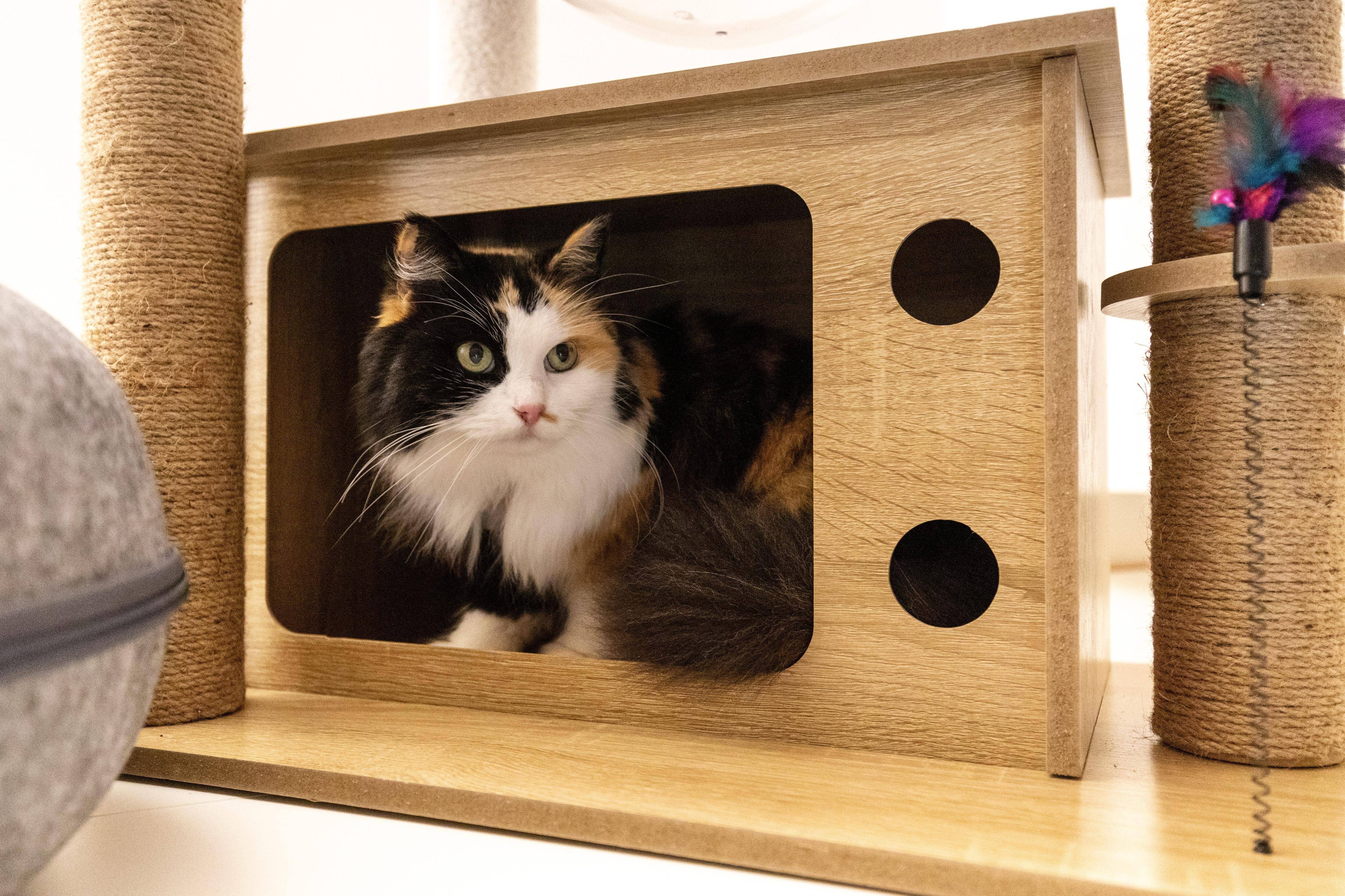 Des chats torturés suscitent la crainte des propriétaires, le maire de ce village près de Draguignan lance un appel à la prudence