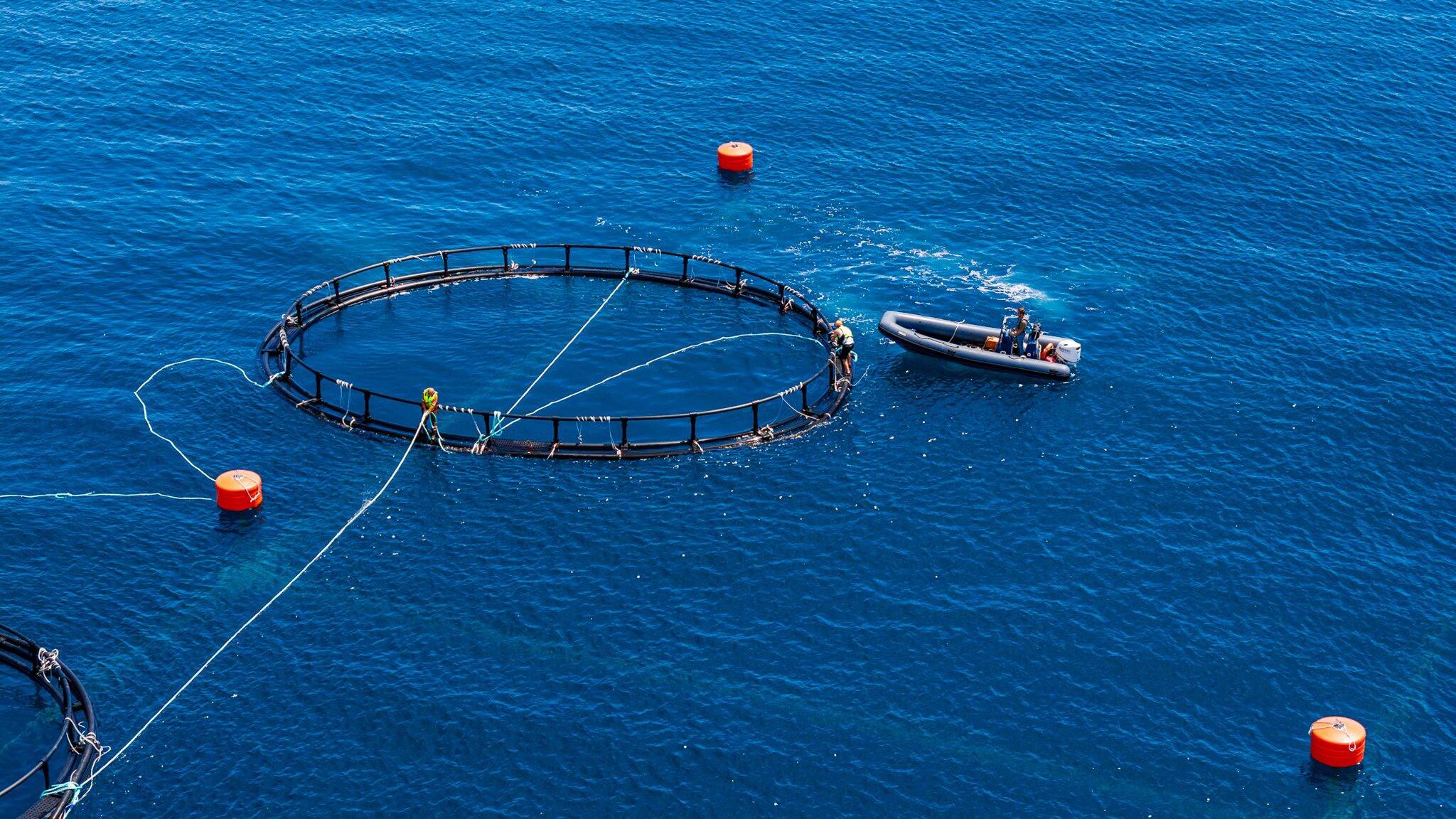 Modernisée, la ferme aquacole des îles de Lérins prend le large