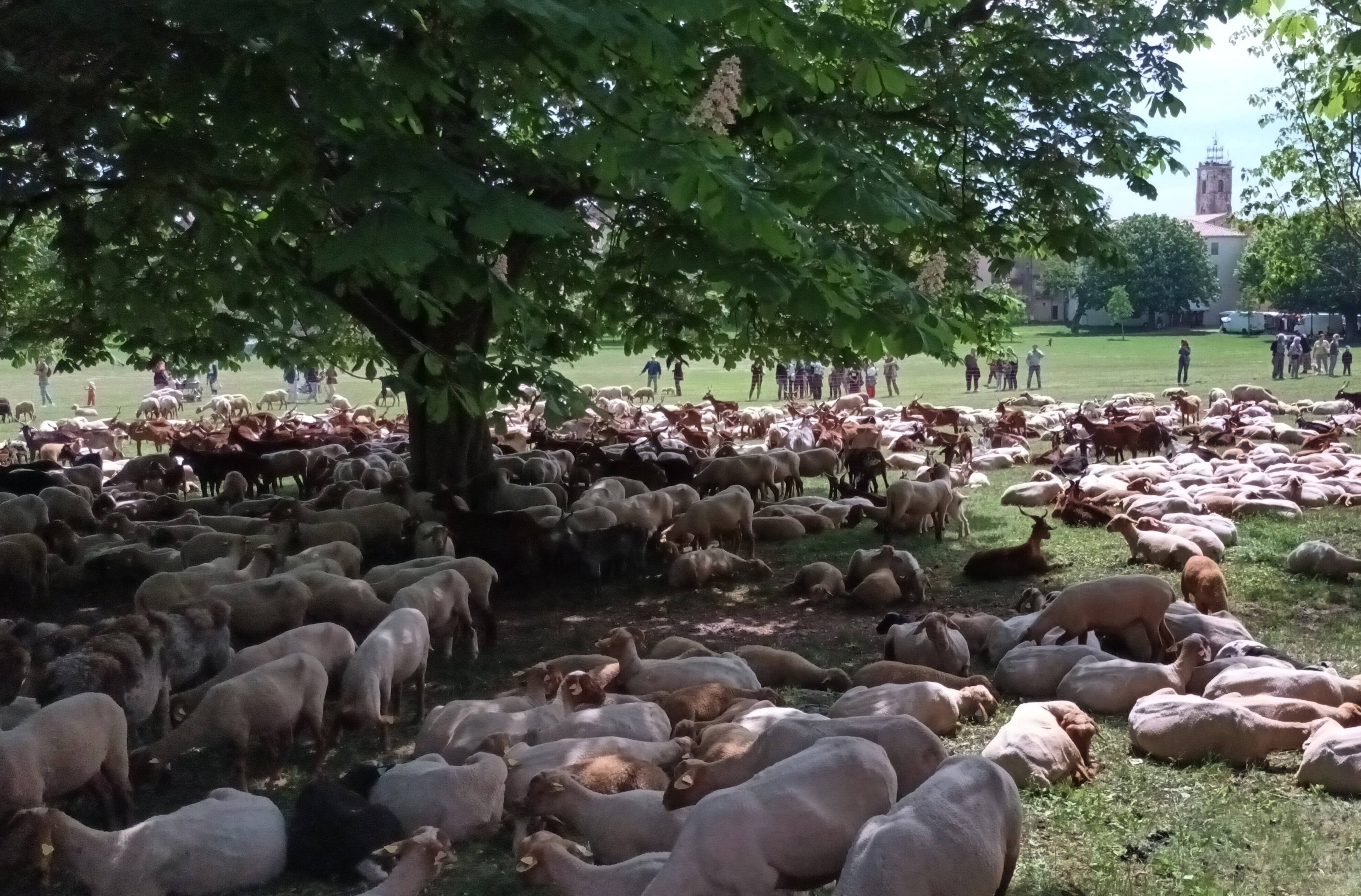 Fête de la transhumance à Saint-Vallier: les ovins rois du week-end