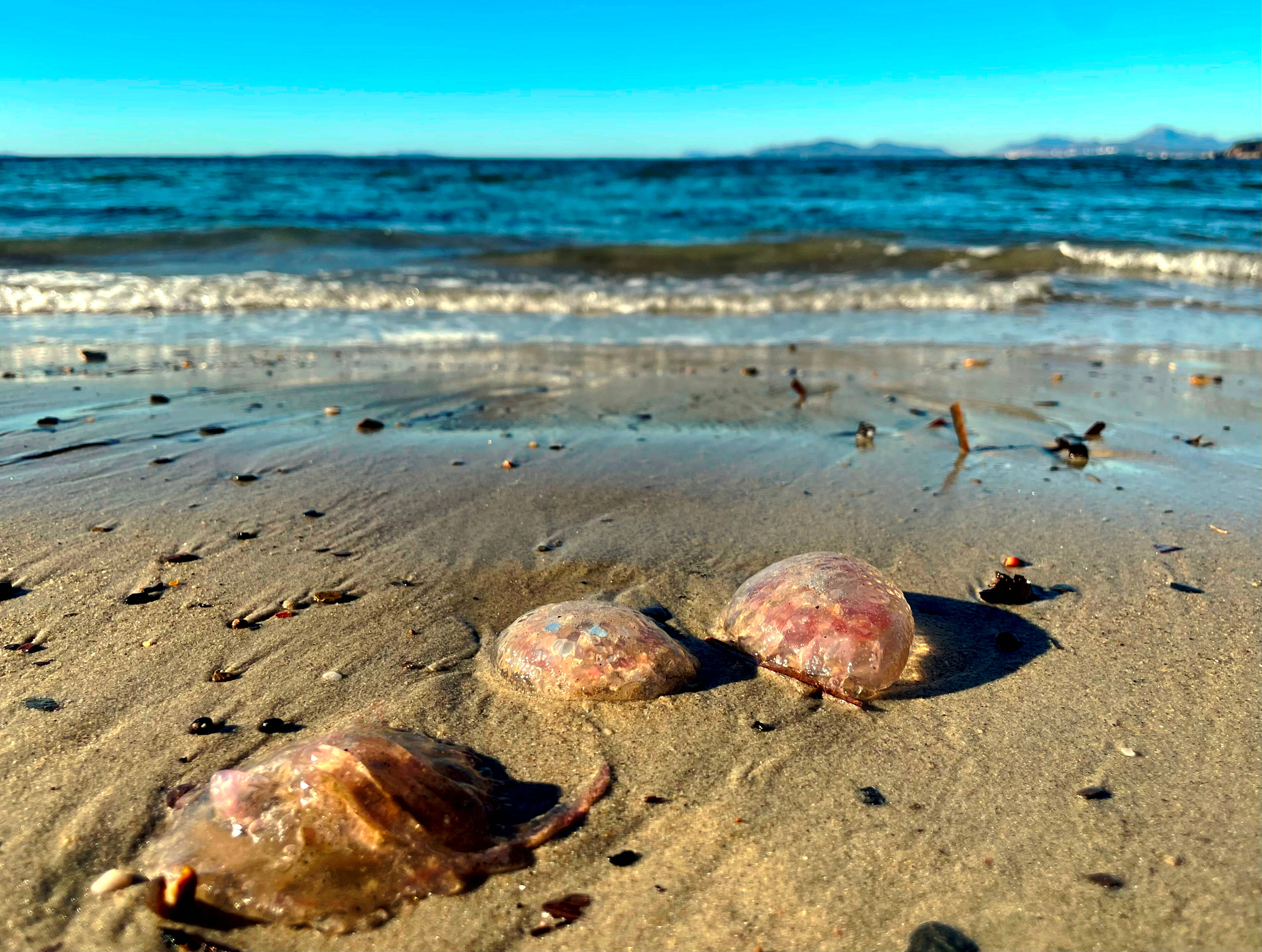 Attention les méduses sont de retour sur la Côte d'Azur, une plage interdite à la baignade ce samedi